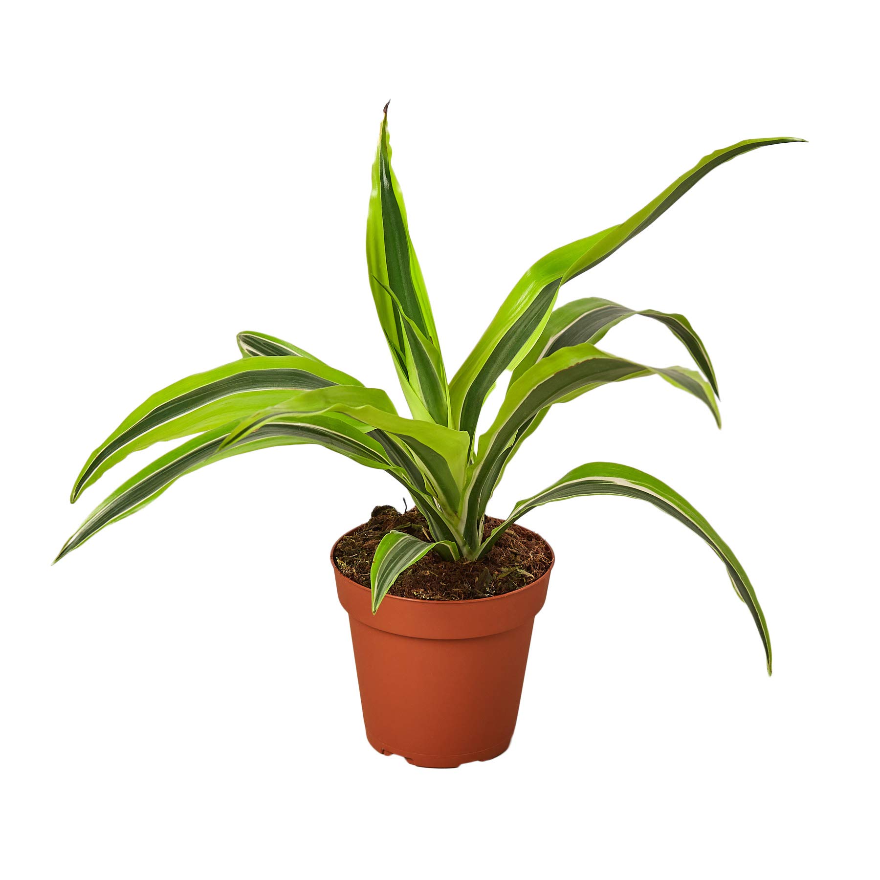 Dracaena 'Lemon Lime' Live Indoor Plant - 4