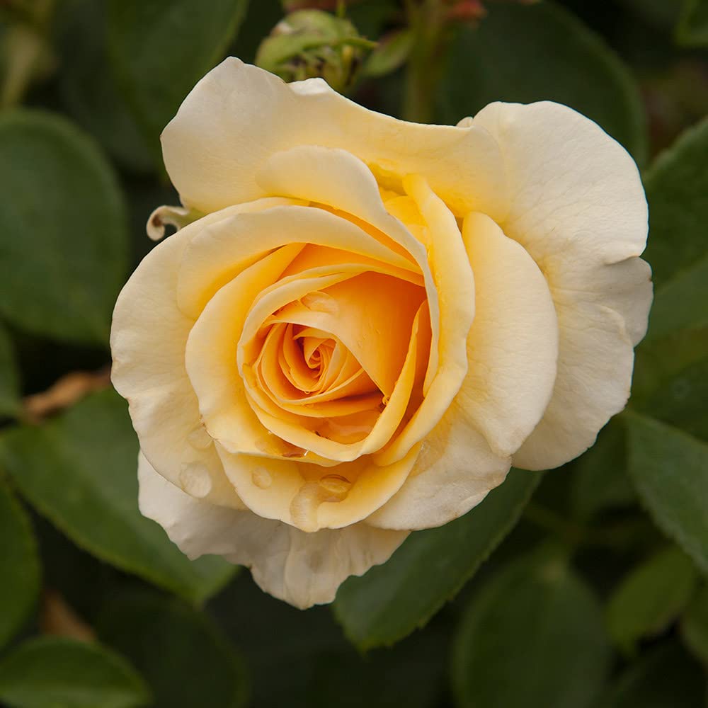Heirloom Roses Phab Gold Yellow Rose Bush - Floribunda Live Outdoor Plant for Garden, Landscaping & Home Decor | Perfect for Planting in Flower Beds, Borders & Containers