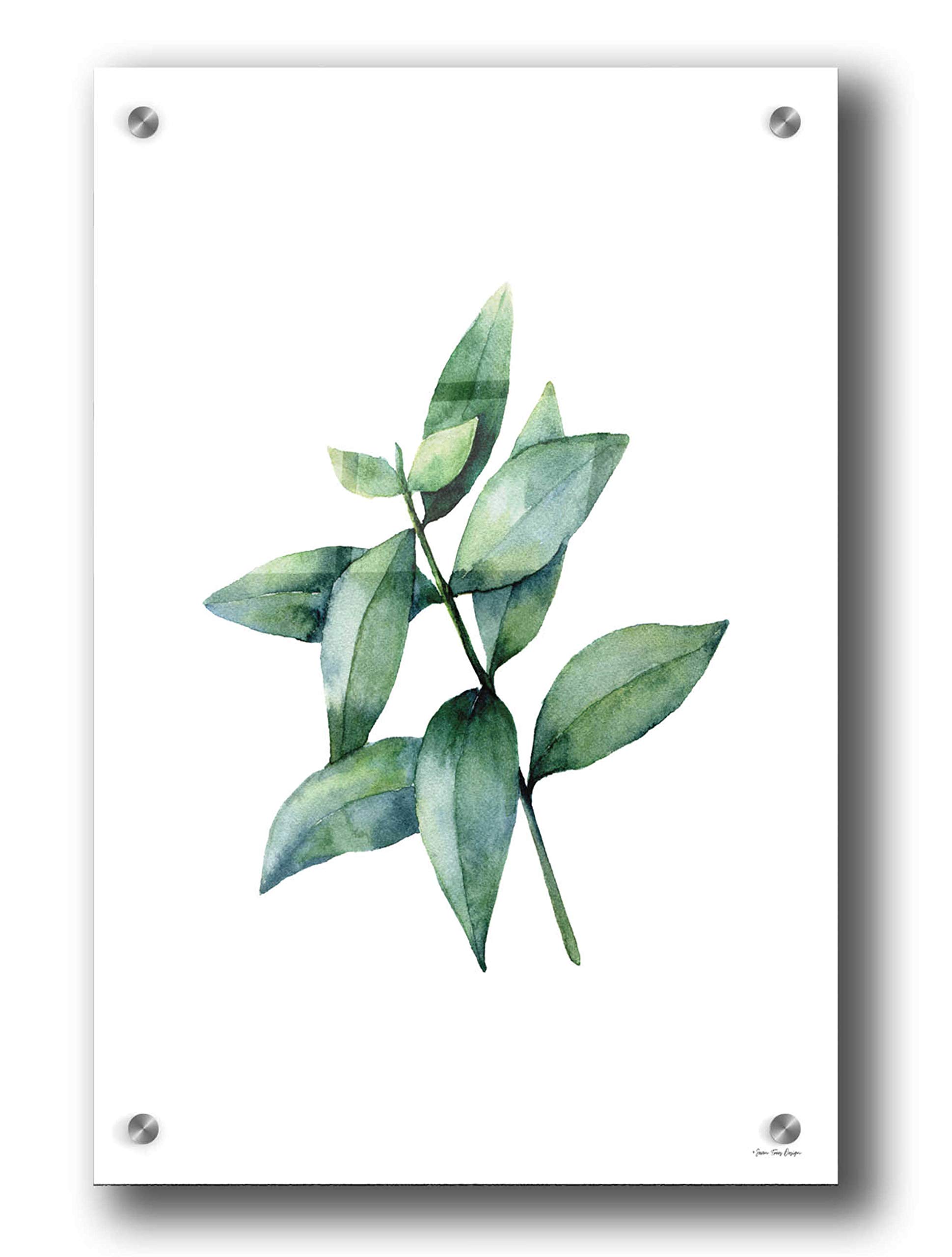 Seven Trees Design 'Eucalyptus IV' Acrylic Glass Wall Art - 24x36 Inches Modern Botanical Print for Living Room, Bedroom & Office Decor