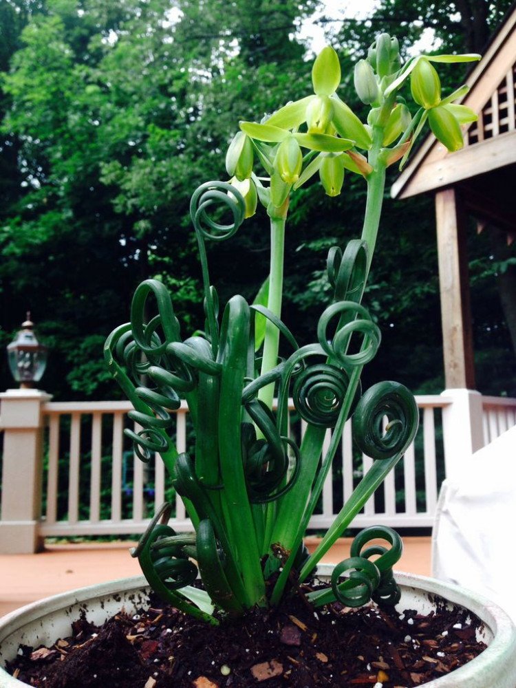 Albuca Spiralis (Frizzle Sizzle Plant) - 2 Live Bulbs - Rare Succulent Houseplant for Indoor Decor, Office Desk, or Gift Idea