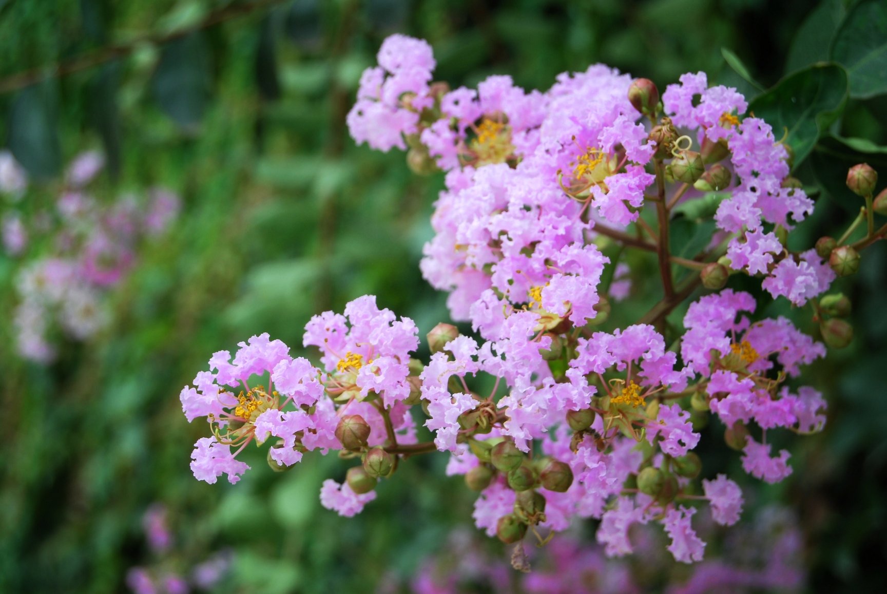 16 Muskogee Crepe Myrtle Trees - Purple Lavender Flowering Plants in Quart Containers with Fibrous Root System - Perfect for Landscaping, Gardens & Outdoor Decor