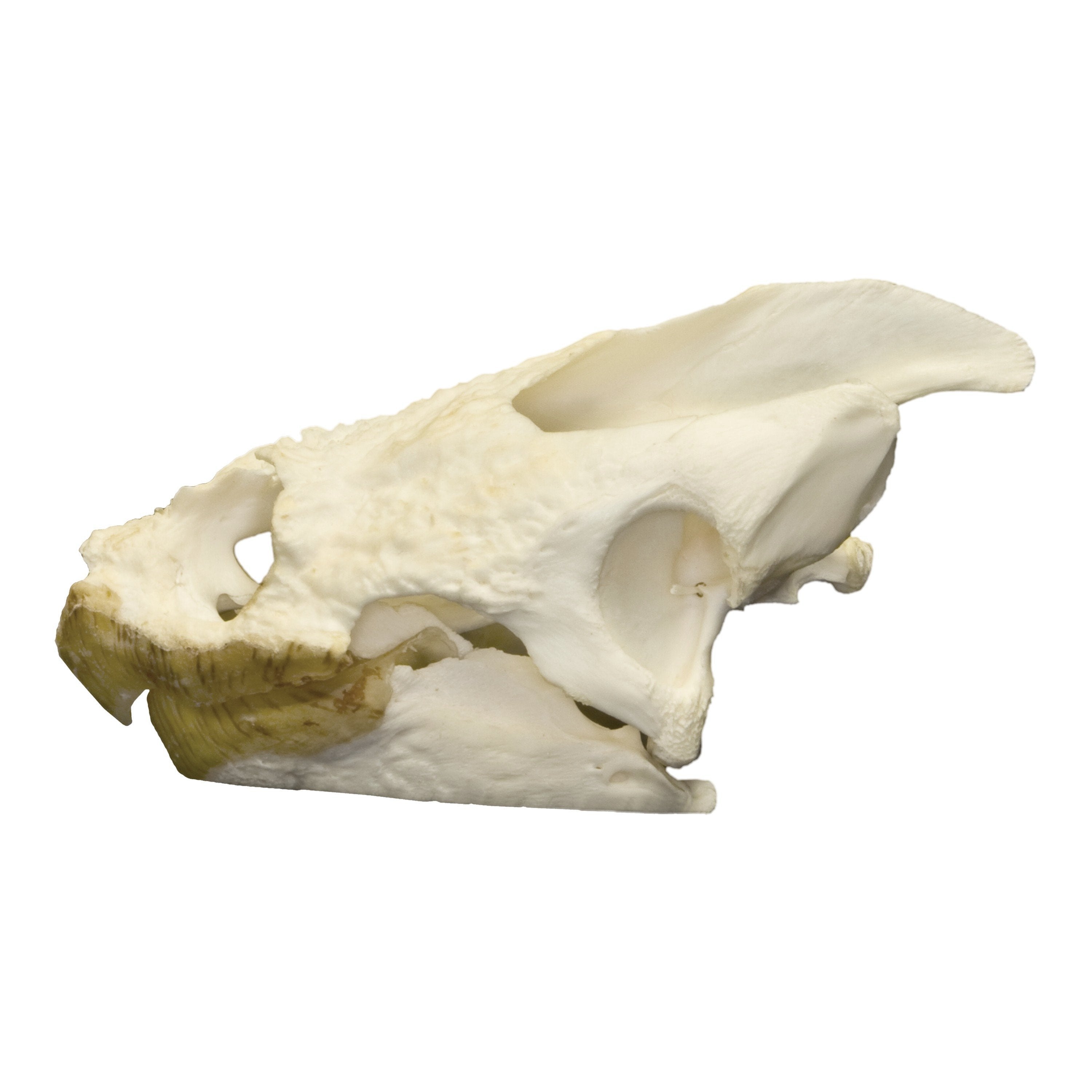Authentic Snapping Turtle Skull - Taxidermy Specimen for Science Education, Oddity Collectors & Gothic Decor - Perfect for Biology Classrooms, Cabinets of Curiosities & Halloween Displays