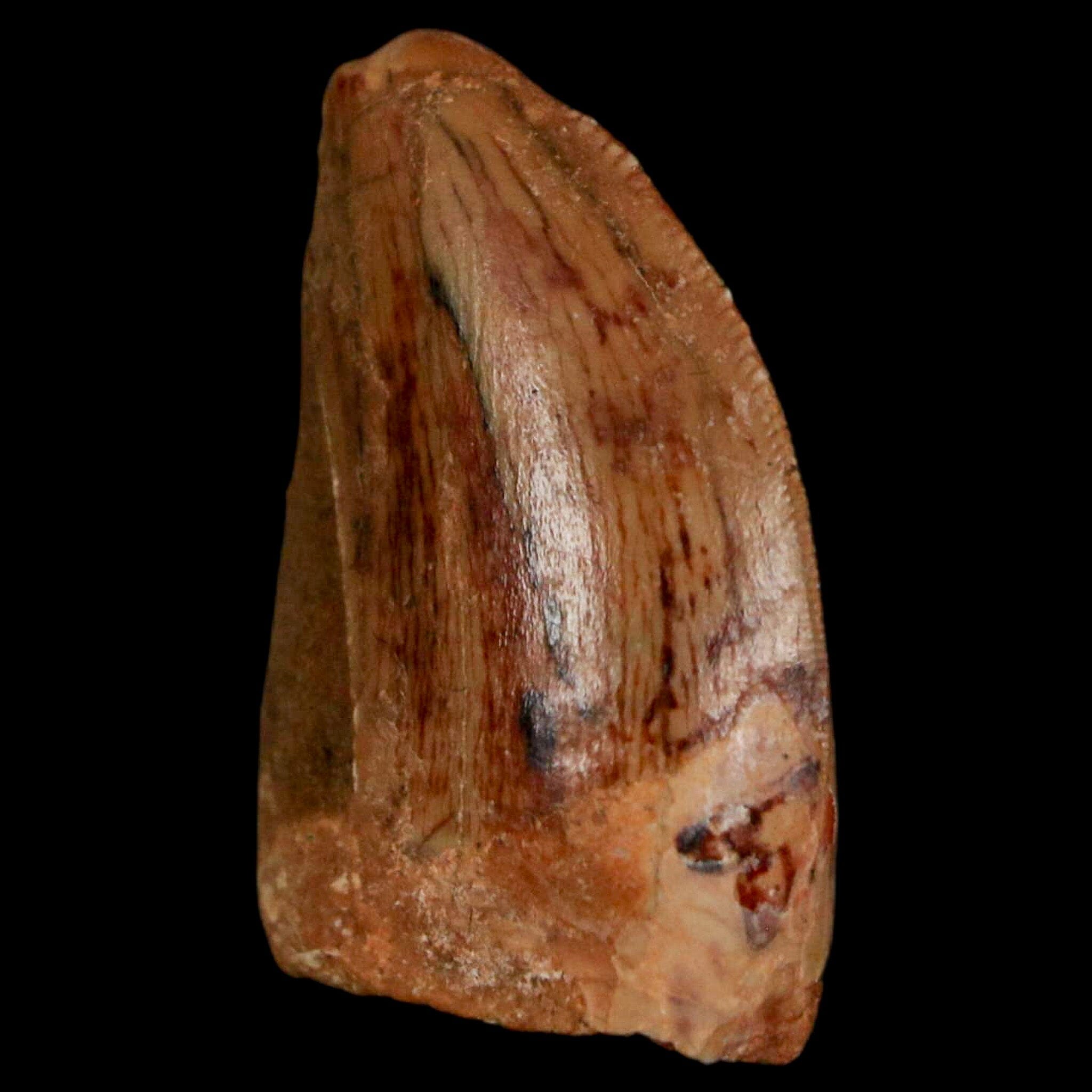 Authentic Carcharodontosaurus Dinosaur Fossil Tooth from Cretaceous Period - Morocco Origin with COA - Perfect for Paleontology Collectors & Museum-Quality Display