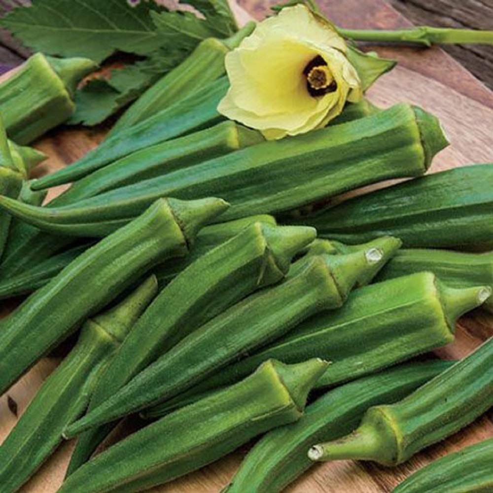 500 Count Emerald Okra Seeds - Non-GMO Home Gardening Seeds for Planting | Cool Beans N Sprouts Brand | Perfect for Vegetable Gardens, Container Planting & Organic Farming