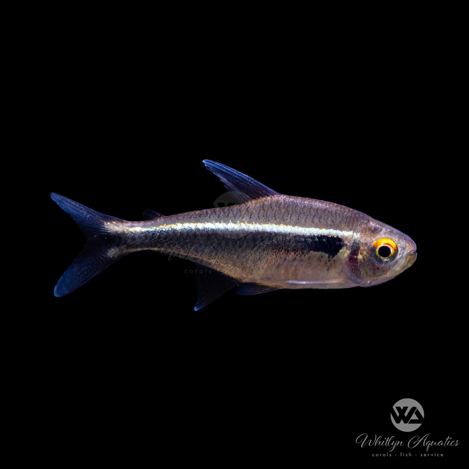 Black Neon Tetra Fish - Hyphessobrycon herbertaxelrodi for Freshwater Aquariums & Community Tanks