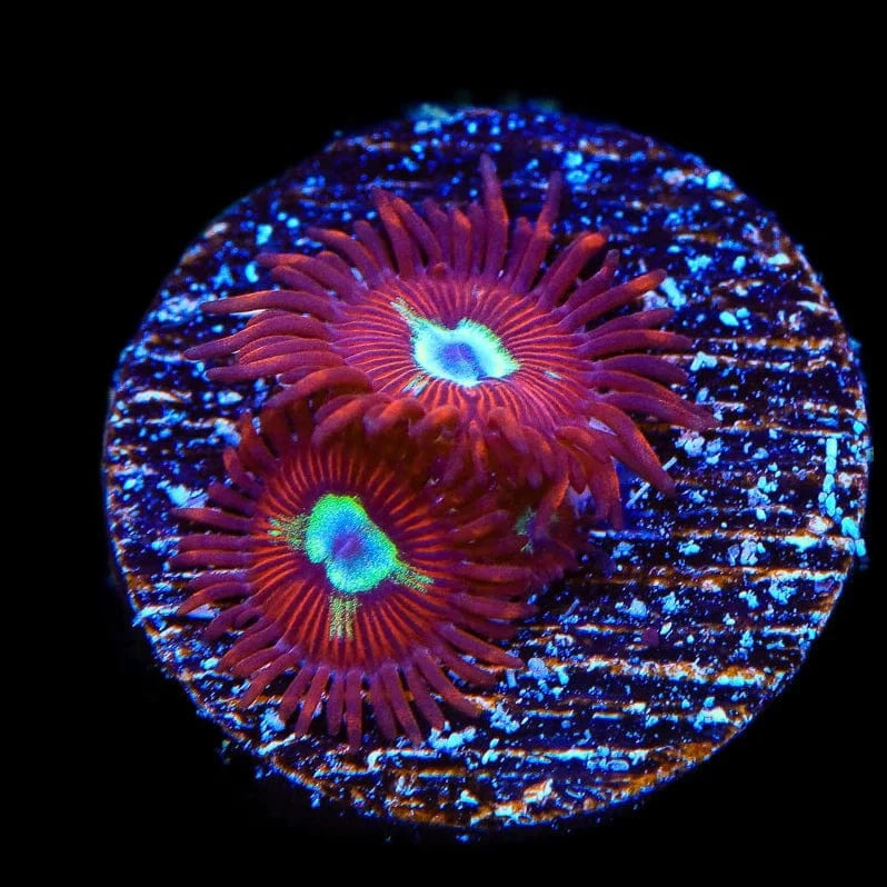 Frosted Phoenix Zoanthids Coral for Saltwater Aquariums - Vibrant Zoanthid Polyps for Reef Tanks & Marine Aquascaping