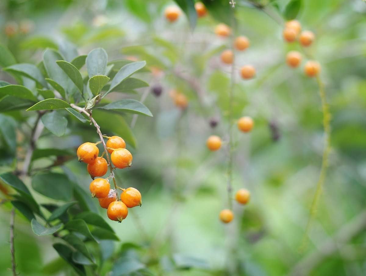 Organic Golden Berries - 16 lbs Bulk | Non-GMO, Sulfite-Free, Kosher, Vegan Dried Fruit | Rich in Vitamin A & Antioxidants | Healthy Snack for Hiking, Office | Perfect for Baking, Granola, Smoothie Bowls