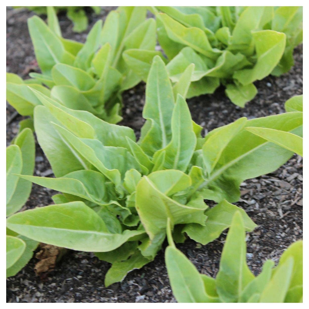 Organic Amish Deer Tongue Leaf Lettuce Seeds - 1 Lb Bulk Pack - Non-GMO Heirloom Seeds for Home Garden & Salad Greens | Everwilde Farms Gold Vault Packaging | Perfect for Hydroponics, Container Gardening & Fresh Salads