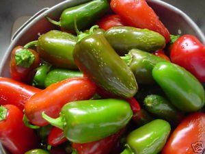 Seed Kingdom Heirloom Jalapeno Pepper Seeds - 4,000 Non-GMO Hot Chili Seeds for Planting, Gardening, Cooking & Canning - Perfect for Salsa, Hot Sauce & Mexican Dishes
