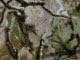 Woods Camo