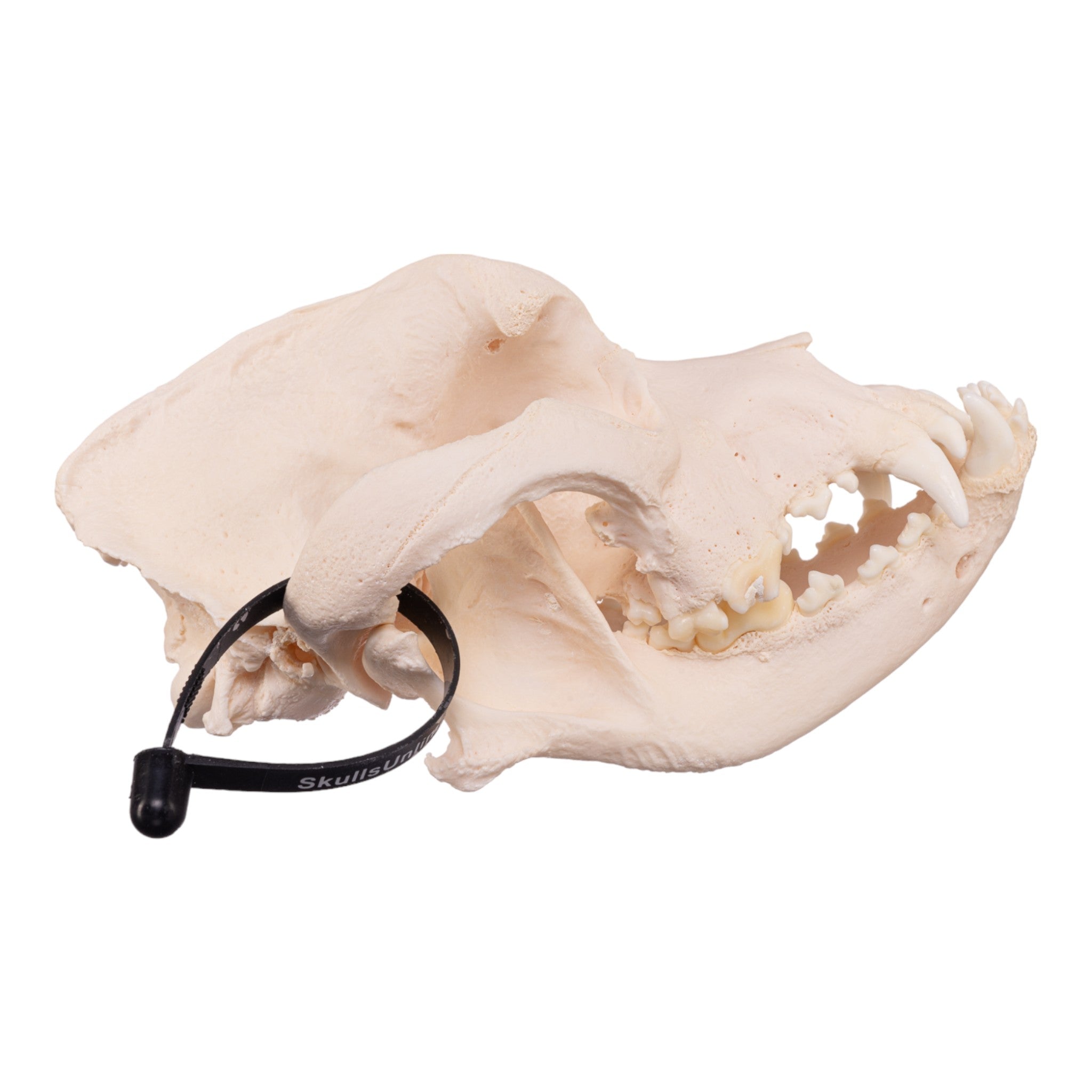 Authentic Real Domestic Dog Skull - Mastiff Breed - Perfect for Veterinary Studies, Halloween Decor & Taxidermy Collections