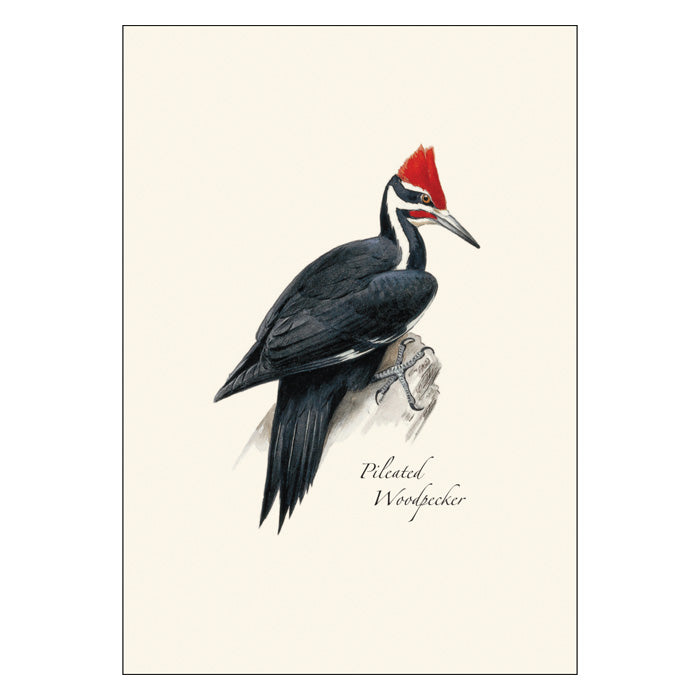 Peterson Woodpecker Notecard Assortment - 24-Pack Blank Notecards with Envelopes for Thank You Cards, Greeting Cards & Handwritten Letters - Perfect for Bird Lovers & Nature Themed Stationery