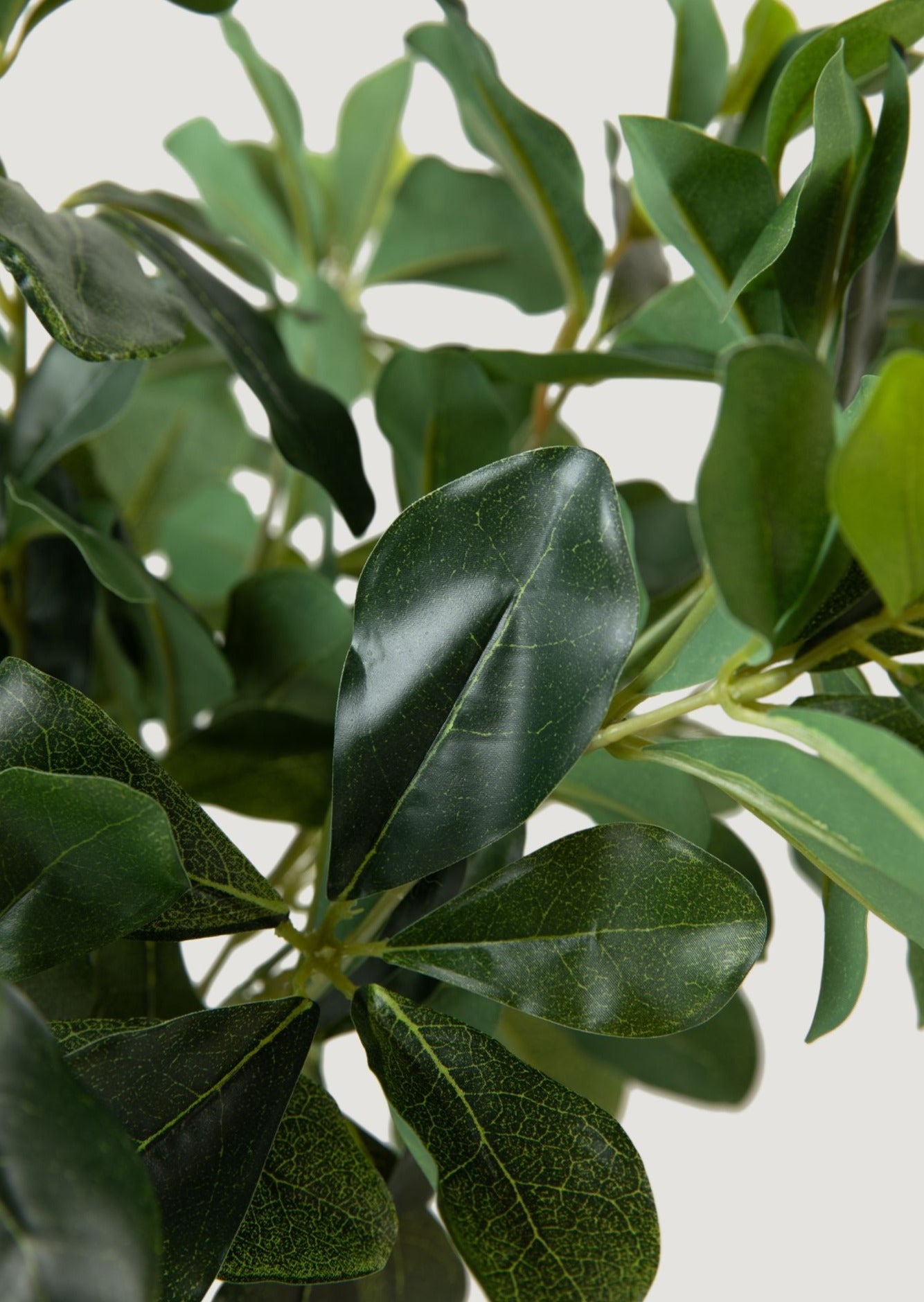 Natural Touch Artificial Wax Privet Leaf Plant - 15