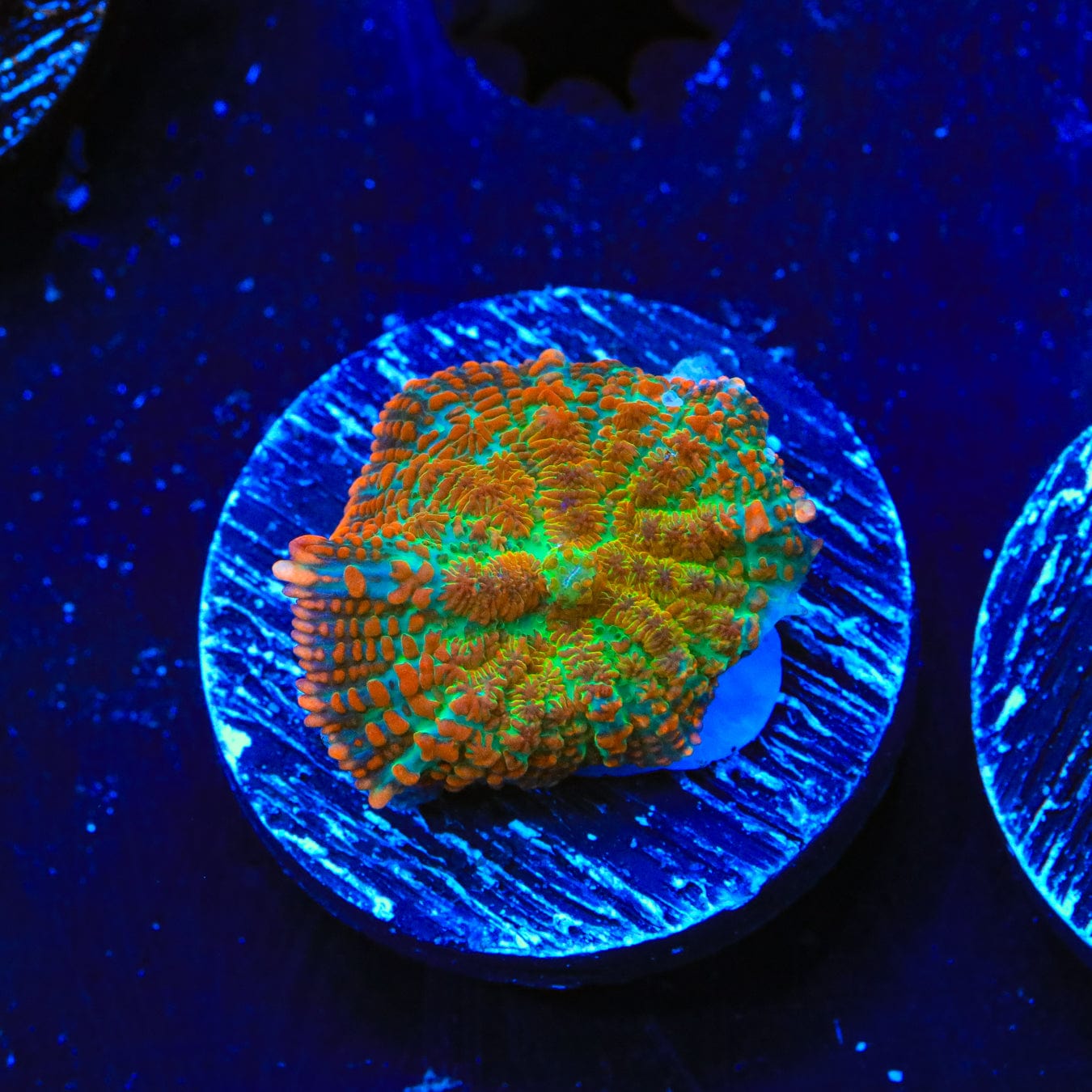 Premium Cinnamon Apple Rhodactis Mushroom Coral for Saltwater Aquariums - Vibrant Color & Easy Care for Reef Tanks