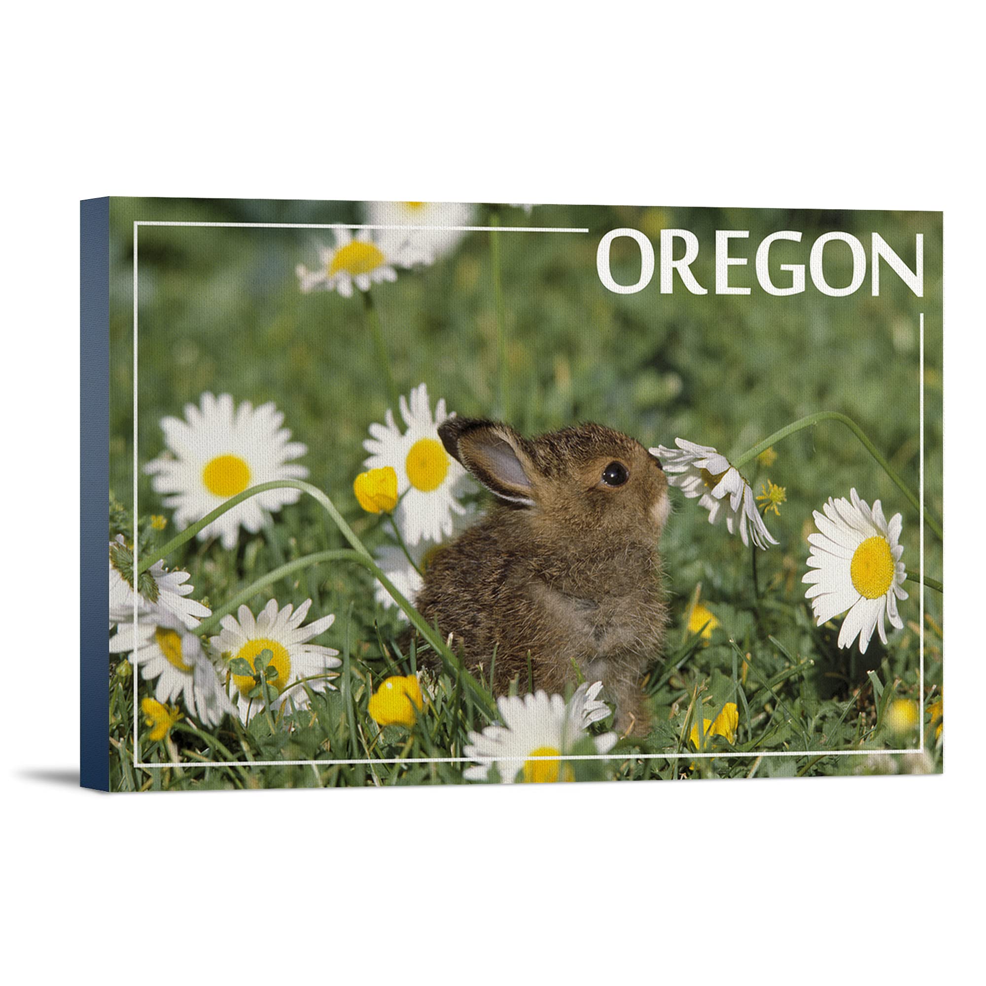 Lantern Press Baby Cottontail Rabbit Oregon Wall Art - 16x24 Wrapped Canvas Print for Nursery, Kids Room & Home Decor - Cute Bunny Painting for Bedroom, Living Room & Office