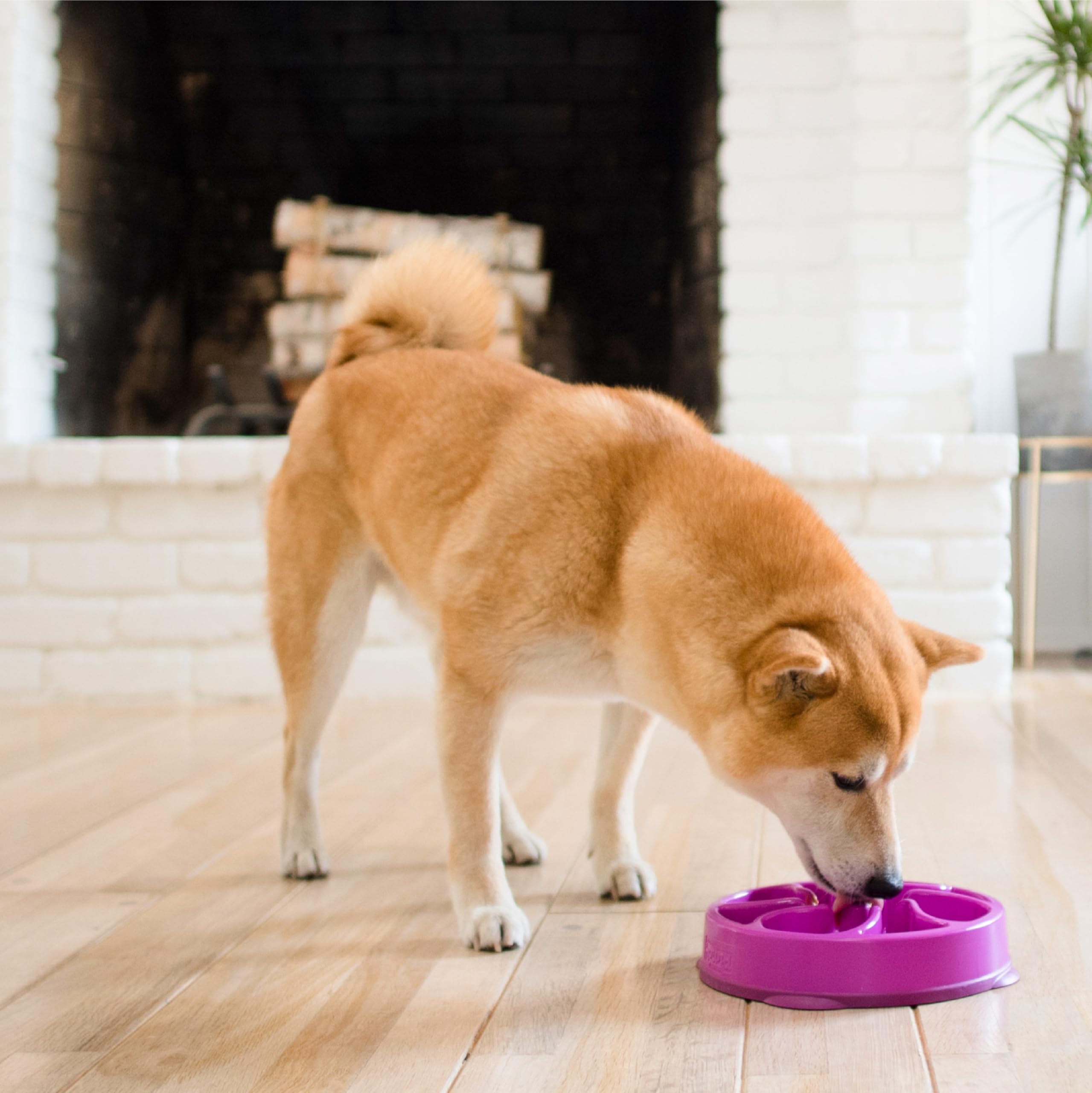 Outward Hound Fun Feeder Slo Bowl - Slow Feeder Dog Bowl for Medium & Small Dogs - Purple - Prevent Fast Eating & Bloat - Perfect for Mealtime & Training
