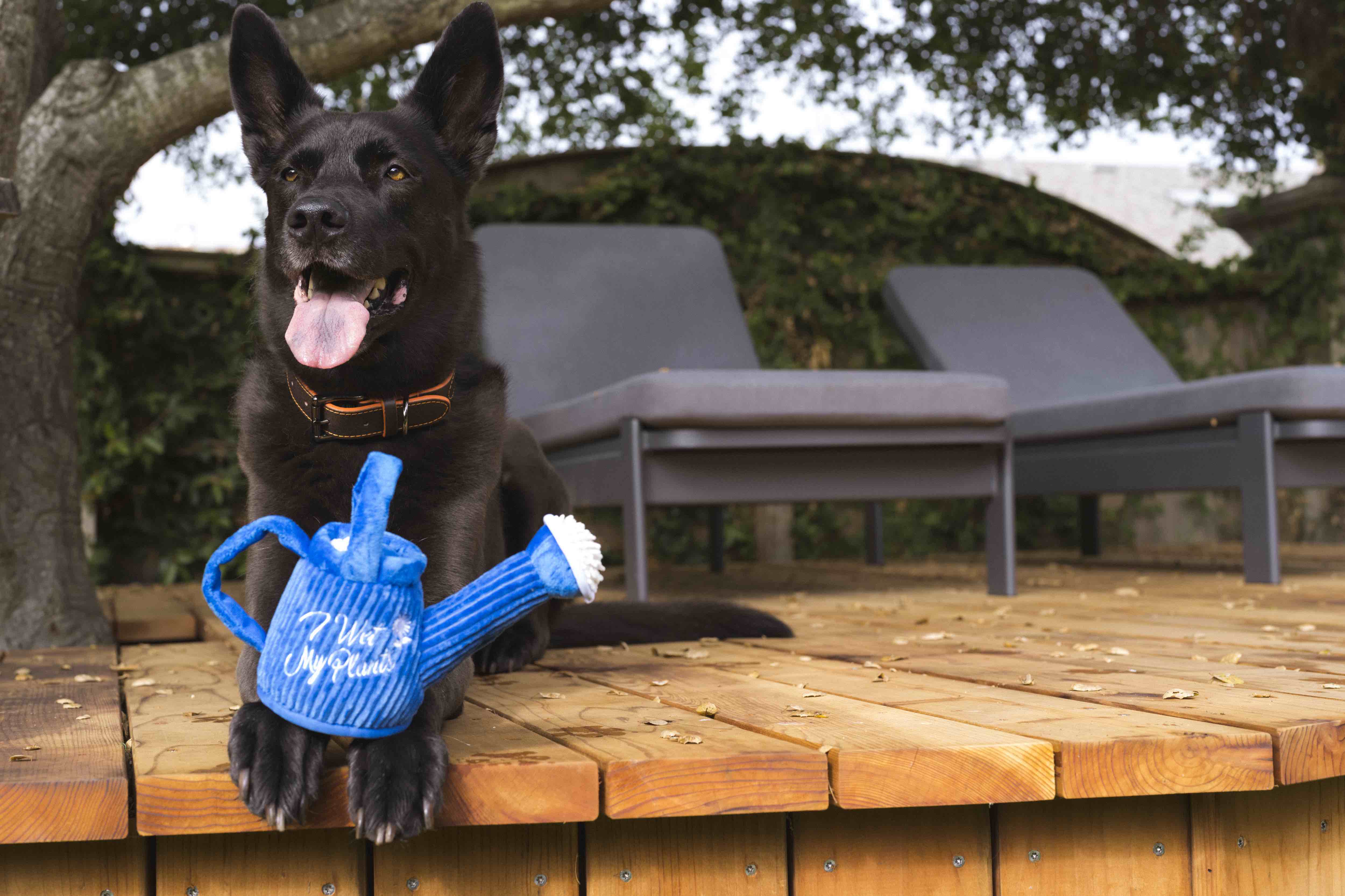 P.L.A.Y. Blooming Buddies Squeaky Plush Dog Toys - Wagging Watering Can Design for Small & Medium Dogs | Interactive Playtime & Cuddling Companion | Perfect for Indoor & Outdoor Fun