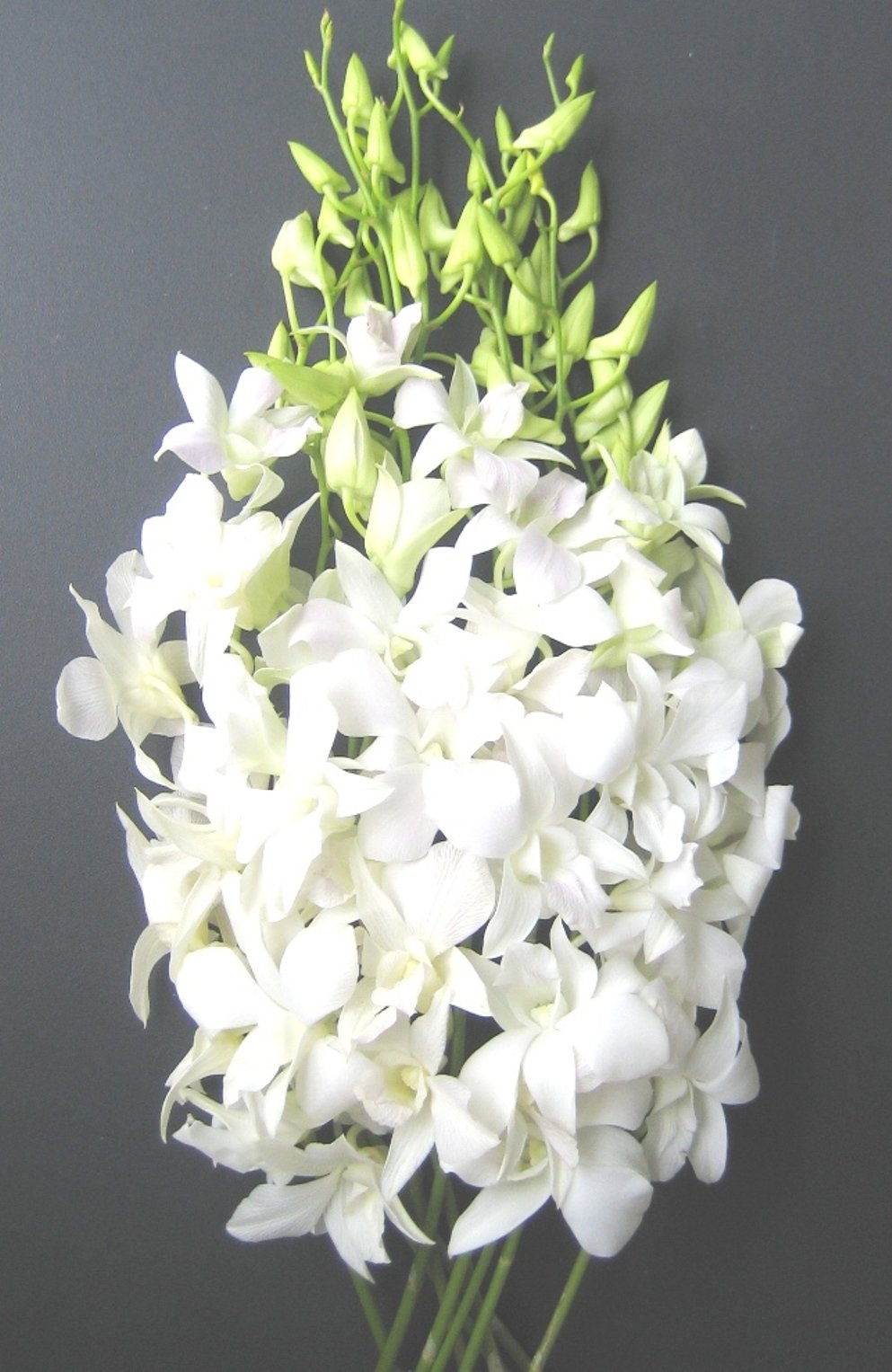 Fresh White Dendrobium Orchids - 10 Stems of Premium Cut Flowers for Weddings, Home Decor & Special Occasions