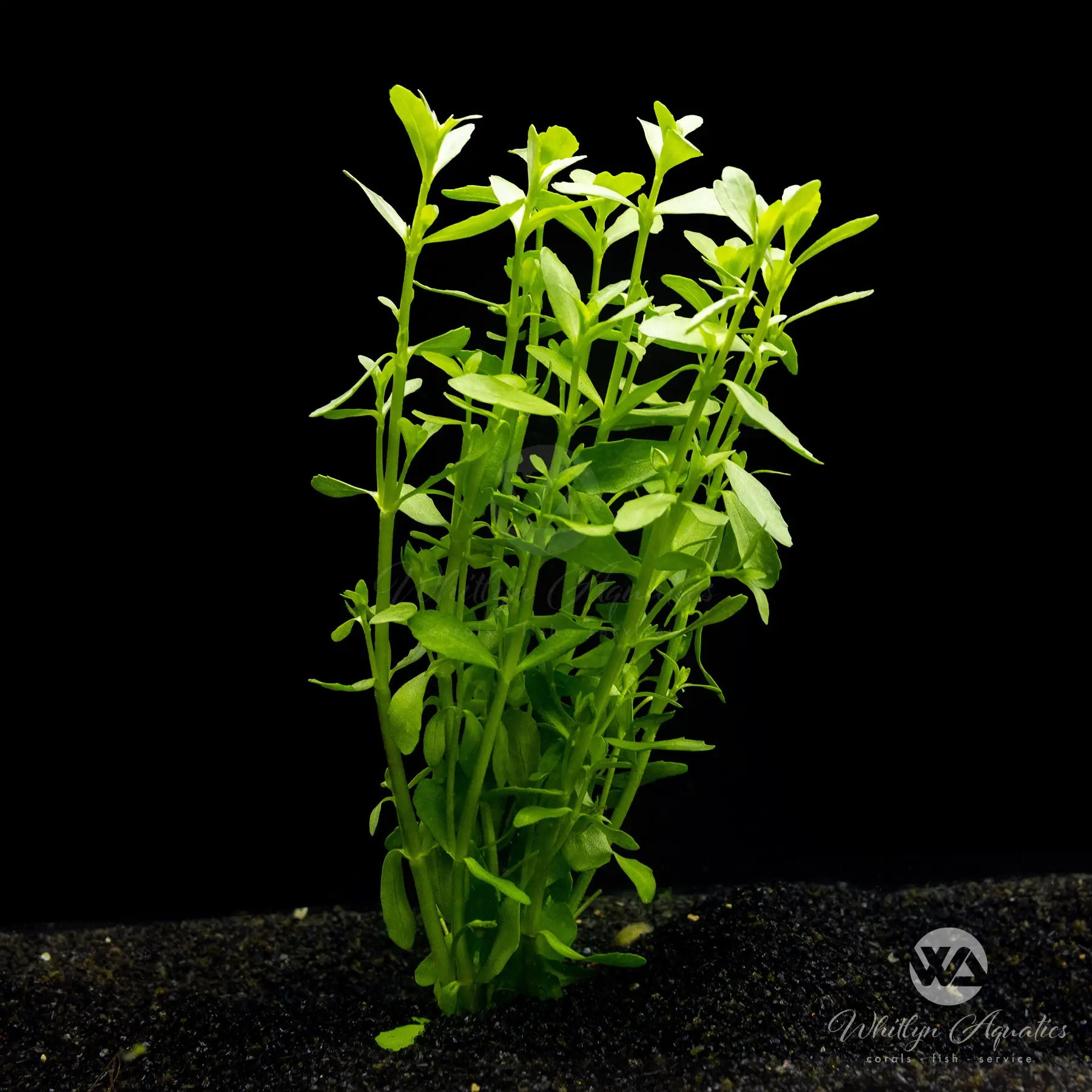 Bacopa Monnieri (Moneywort) - Premium Aquatic Plant for Aquariums & Ponds | Enhance Water Quality & Natural Beauty