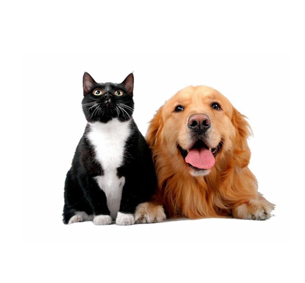 Funny Car Stickers 28Cm - Cute Pet Cats and Dogs in Harmony - Waterproof Vinyl Decal for Cars, Motorcycles, Laptops - Durable PVC Sticker for Auto Accessories | Perfect for Personalizing Vehicles, Laptops, and Home Decor