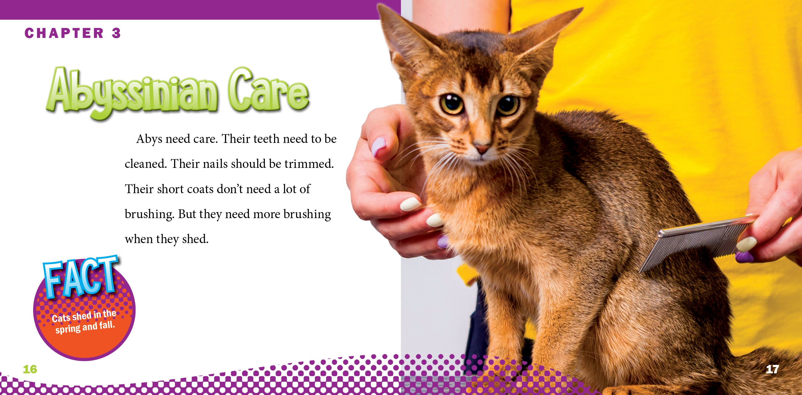 Abyssinian Cats - Our Favorite Feline Companions for Loving Homes | Perfect for Family Pets, Apartment Living & Cat Enthusiasts