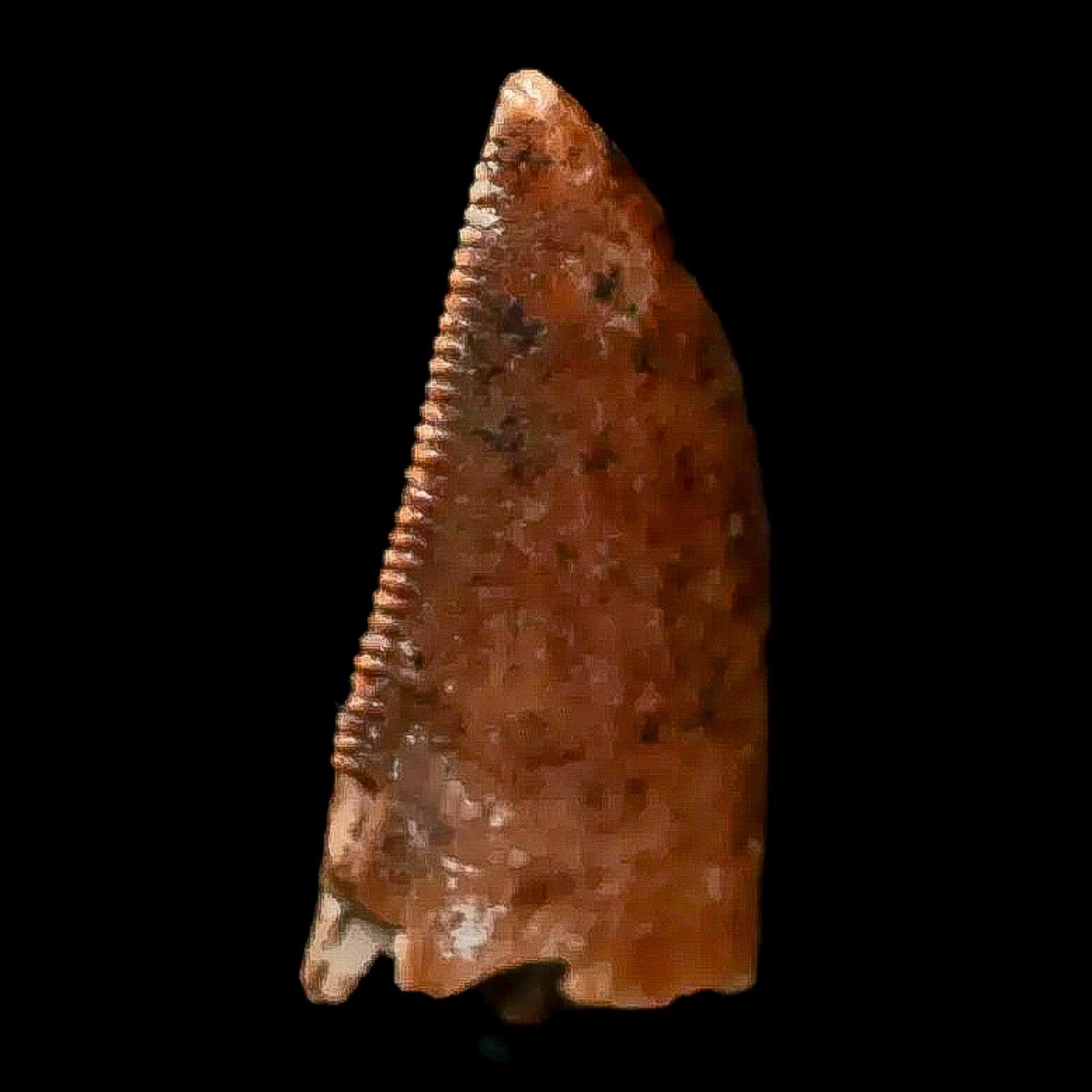 Authentic Majungasaurus Serrated Dinosaur Tooth Fossil - 0.9