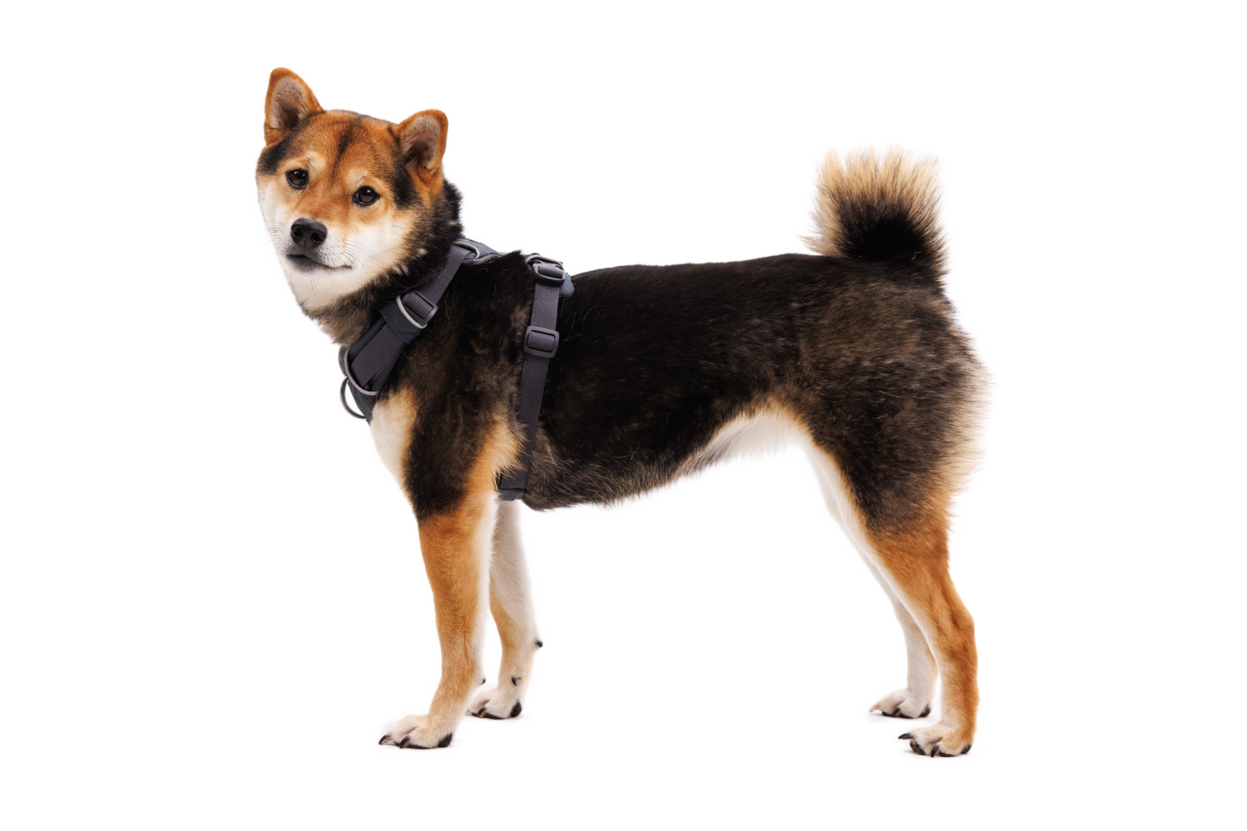 Ruffwear Front Range Dog Harness - Adjustable & Reflective for Hiking, Running & Outdoor Adventures | Coastal Mountains Design | Perfect for Active Dogs
