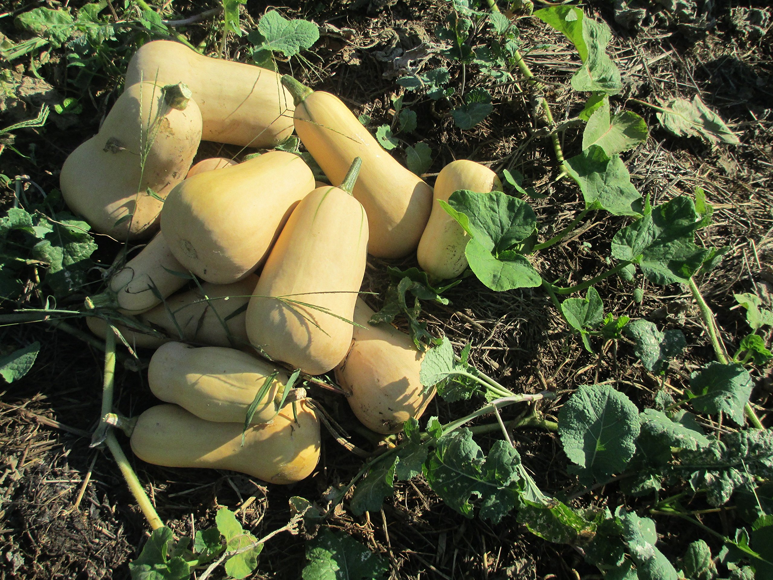 Organic Bulk Butternut Squash Seeds - 5 Pound Non-GMO, Heirloom Seeds for Planting - Perfect for Home Gardening, Farming & Fall Harvest Decorations