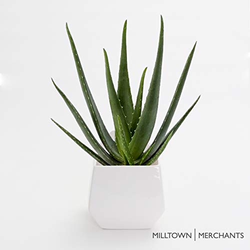 Milltown Merchants White Ceramic Succulent Wall Planters - Modern Hanging Vases for Indoor Plants, Air Plants & Small Flowers - Perfect for Living Walls, Home Decor & Office Spaces (1-Pack, Contemporary Design)