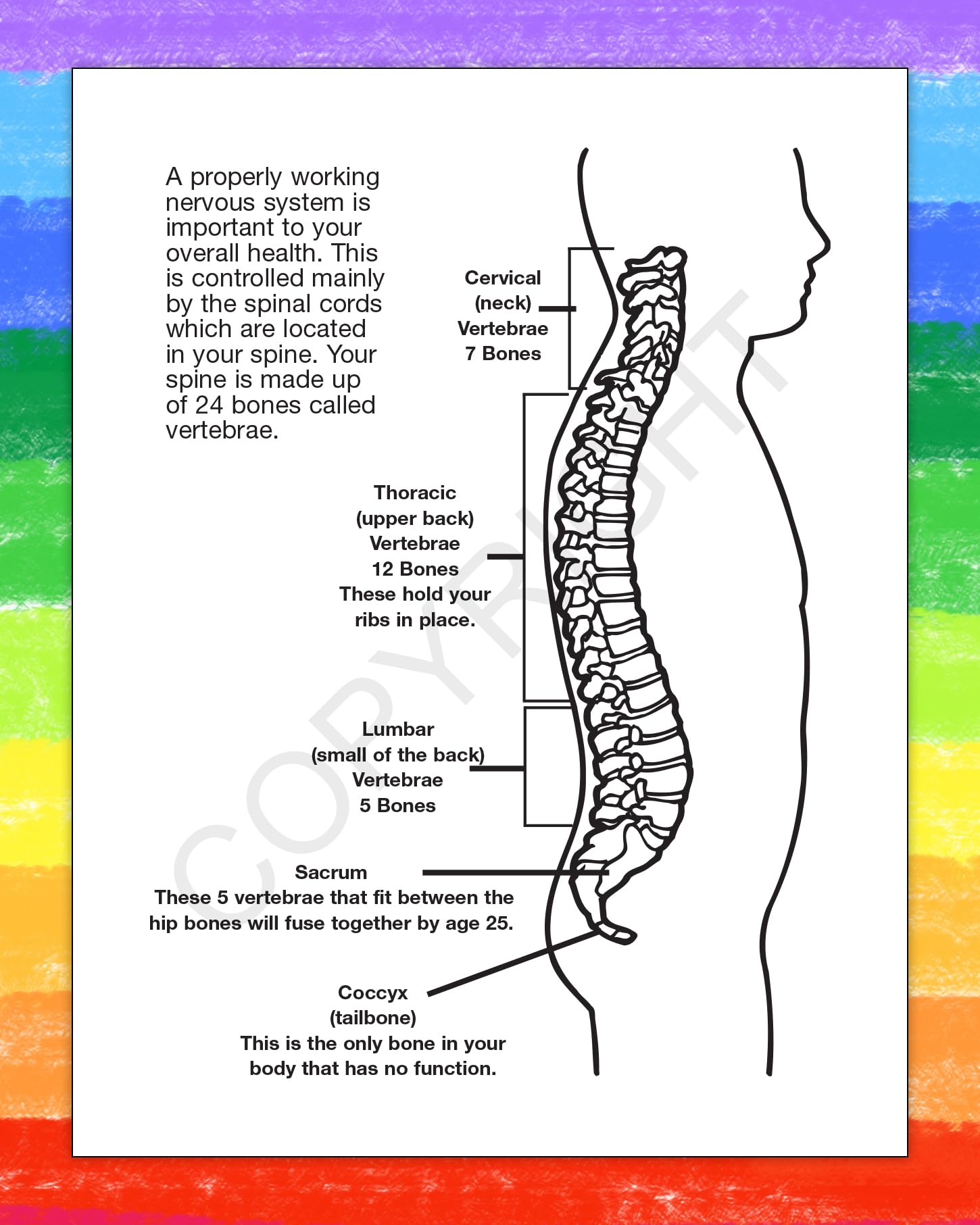 ZOCO Chiropractor Educational Coloring Books - 250 Bulk Pack (No Crayons Included) - Kids Learning Activities, Chiropractic Office Supplies - Perfect for Classroom, Birthday Parties & Doctor's Office Waiting Rooms