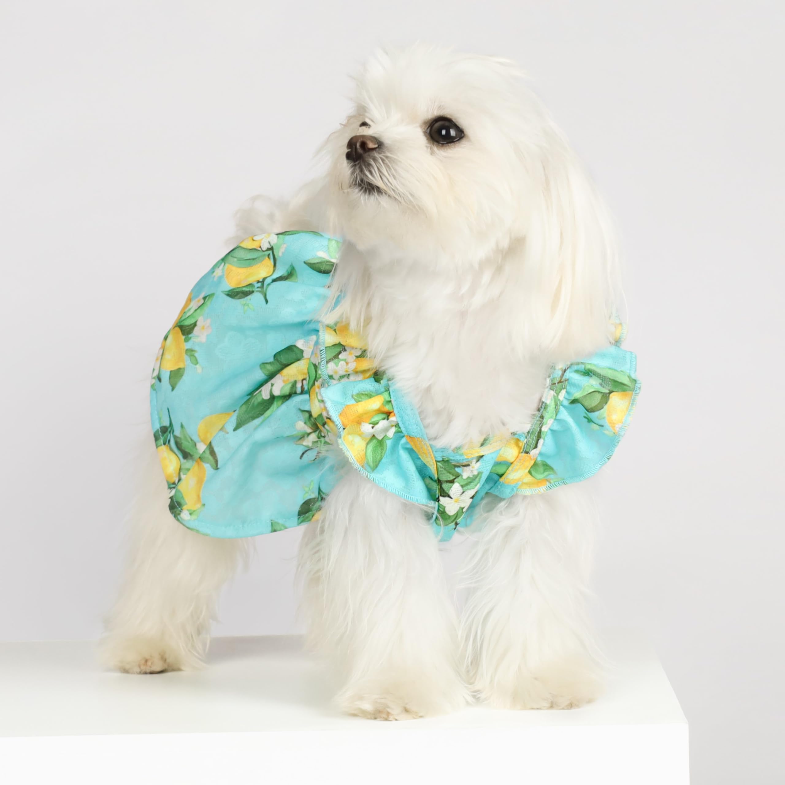 Fitwarm Lemon Dog Dress for Small Dogs - Teal, Yellow, Green - Perfect for Pet Outings