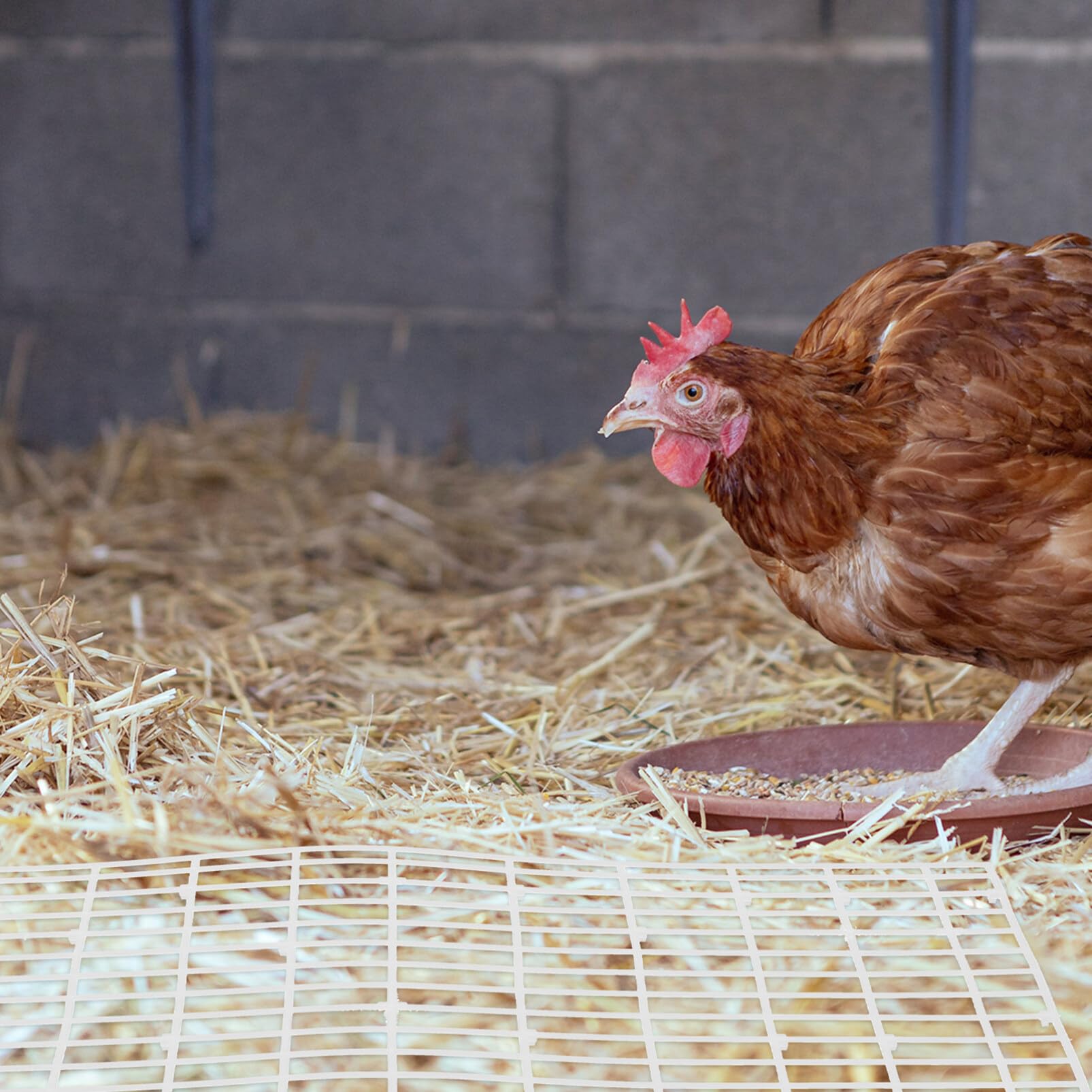 Baluue Chicken Coop Floor Mat - Durable Plastic Feet Pad, Bunny Cage Mat with Drain Holes - Waterproof Nest Mat for Poultry & Small Animals - Ideal for Coops, Hutches, and Pet Cages