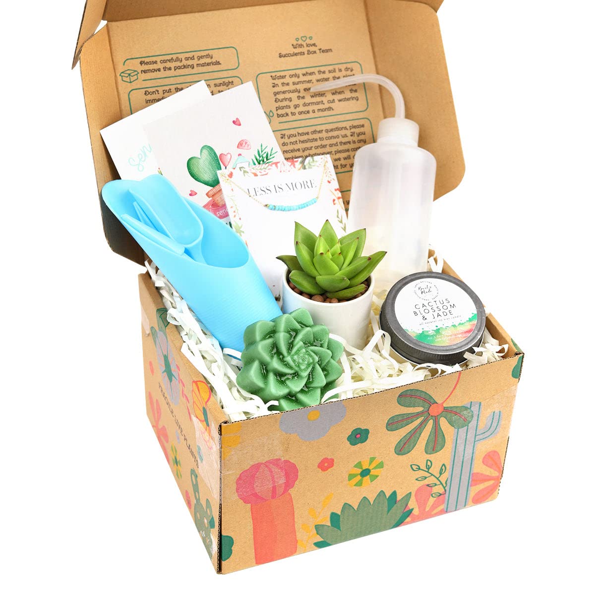 Premium Succulent & Air Plant Gift Box for Women - Personalized Plant Lover Gift Set - Unique Holiday & Birthday Present - Home Office Desk Decor & Housewarming Gift Idea