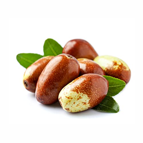 Jojoba