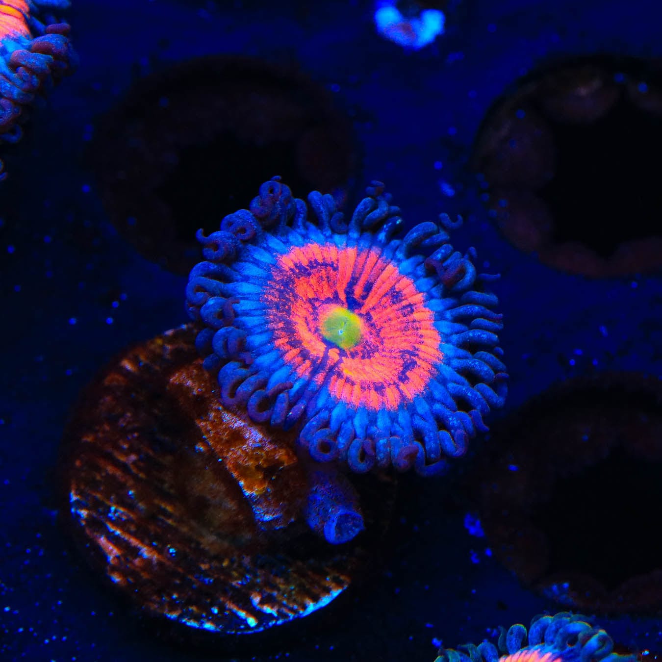 Everlasting Gobstopper Zoanthids Coral - Vibrant Saltwater Coral for Reef Aquariums | Perfect for Marine Tanks, Nano Reefs & Coral Propagation