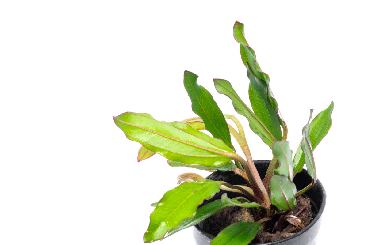 Echinodorus Green Chameleon Live Aquarium Plant - Freshwater Aquatic Plants for Fish Tanks, Ponds & Aquascaping | Perfect for Beginners & Aquarium Enthusiasts