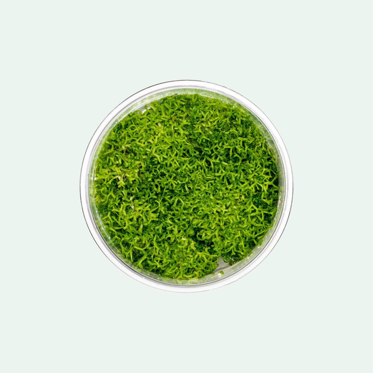 Premium Riccia Fluitans Live Aquarium Plant Tissue Culture - Easy Carpet Plant for Freshwater Fish Tanks, Aquascaping & Shrimp Habitats
