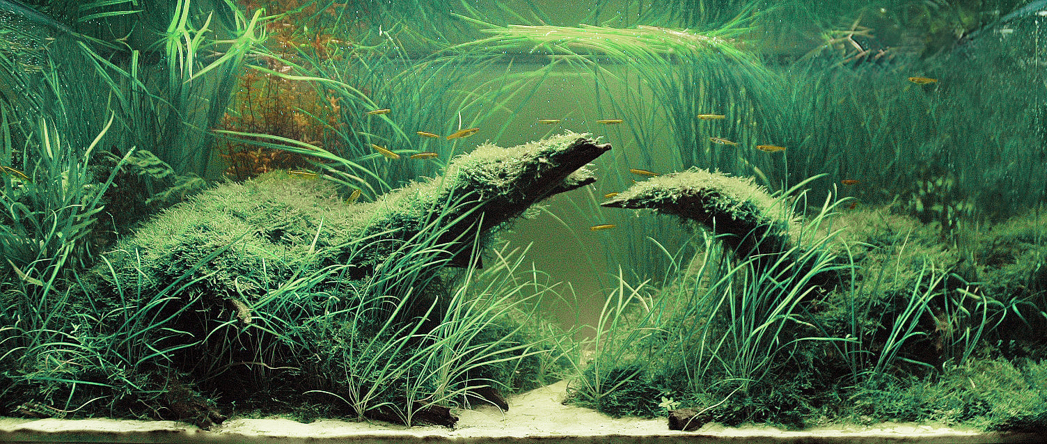Isoetes Japonica Aquatic Plant - Freshwater Live Aquarium Plant for Fish Tanks, Ponds & Terrariums | Perfect for Aquascaping & Water Gardens