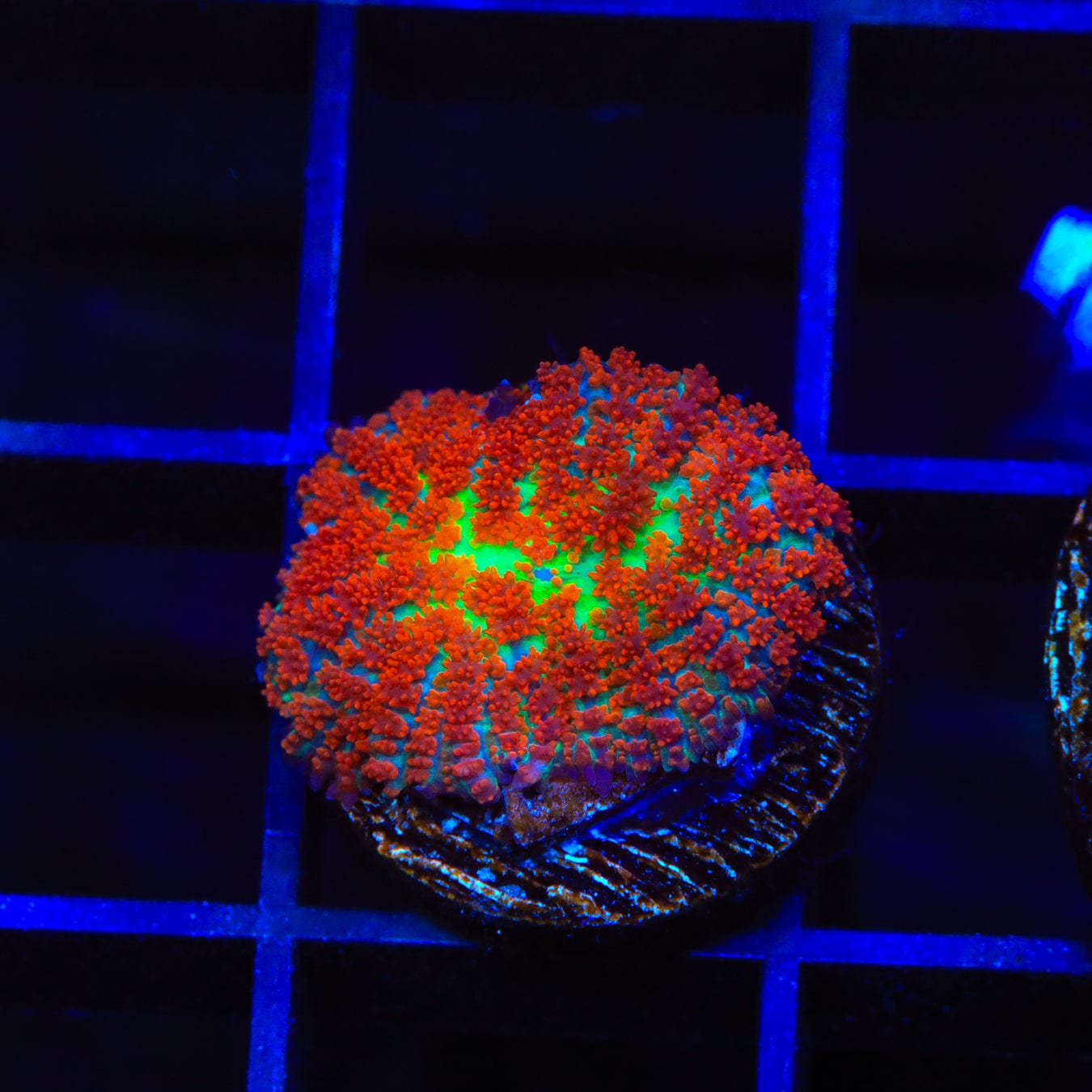 Premium Forest Fire Rhodactis Mushroom Coral for Saltwater Aquariums – Vibrant Coral for Reef Tanks & Marine Displays