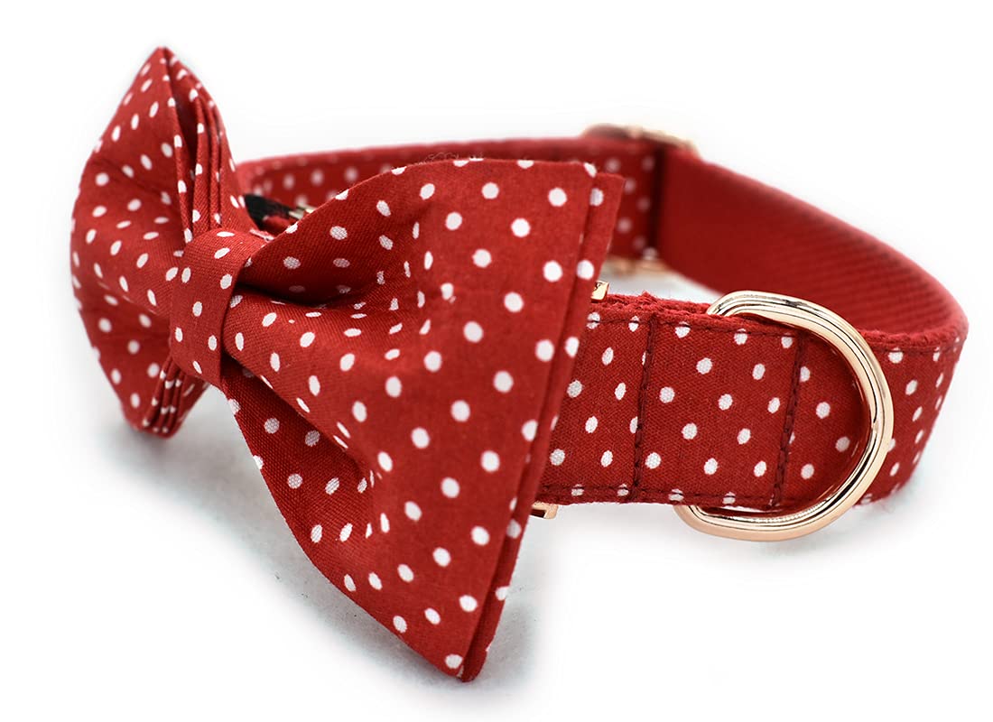 Personalized Dog Collar with Name & Phone - Small to Large Pets for Walking & Training