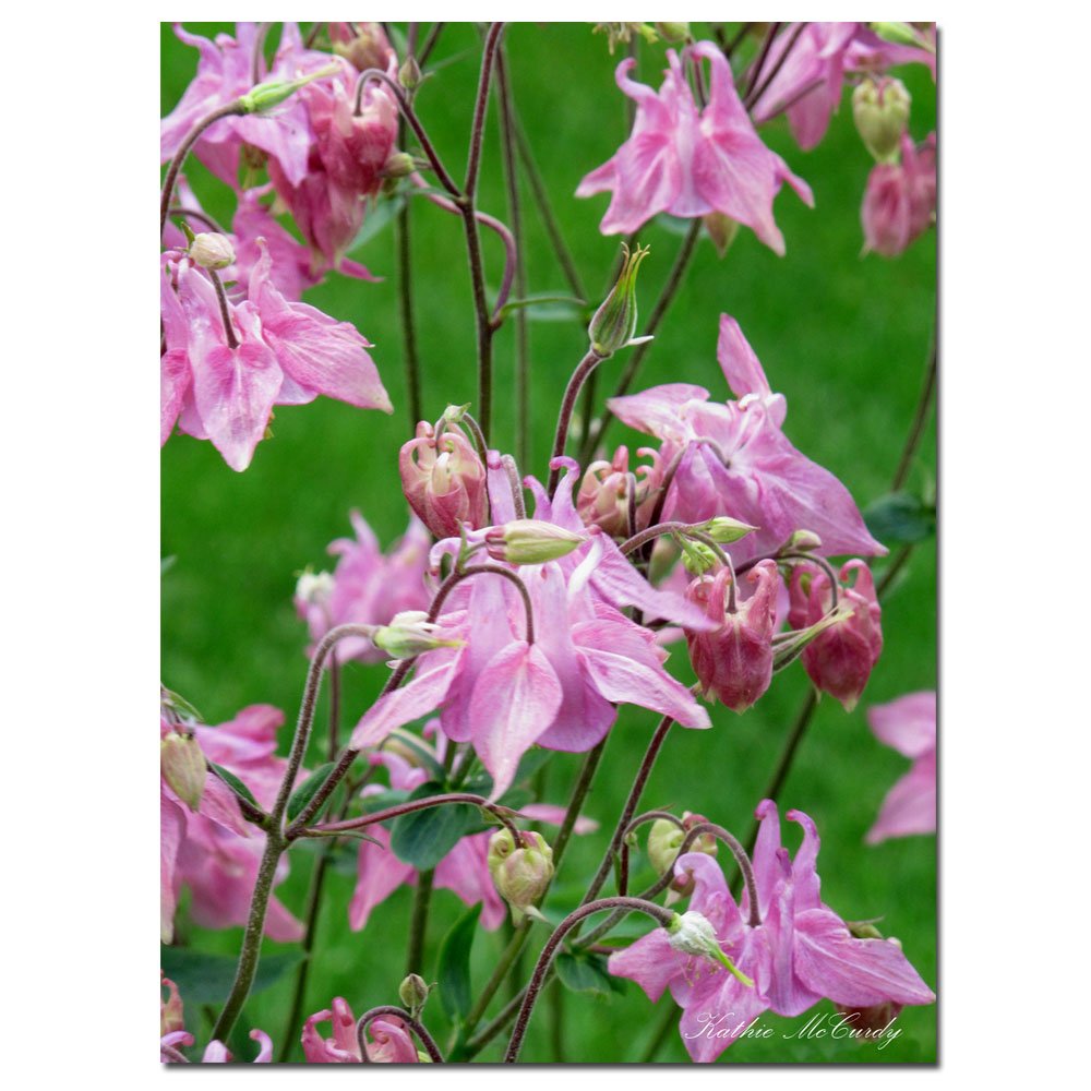 Trademark Art Kathie McCurdy Pink Columbine Canvas Wall Art Print - Floral Home Decor for Living Room, Bedroom & Office