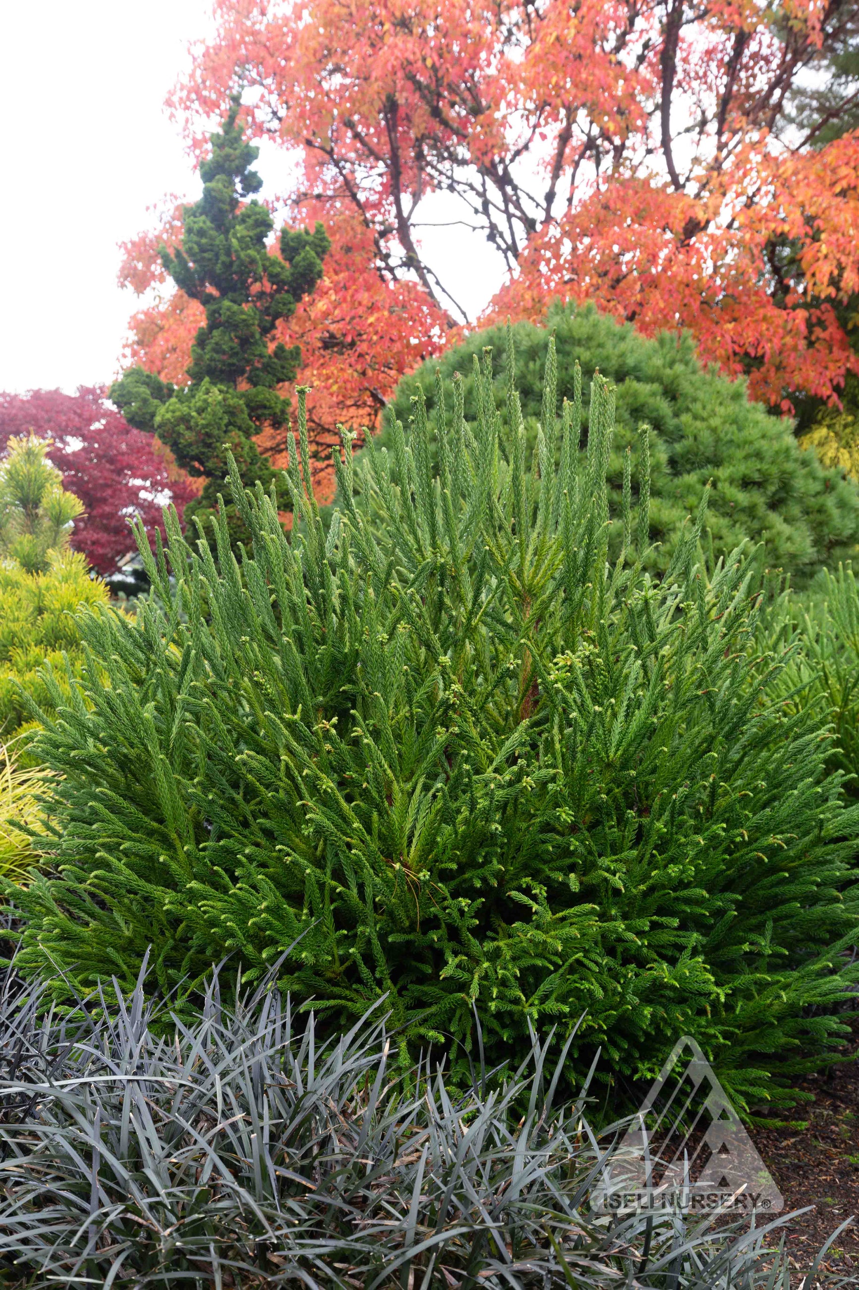 Cryptomeria japonica 'Dinger' Japanese Cedar Tree - #6 Container Size for Landscaping, Privacy Screening, and Garden Decor
