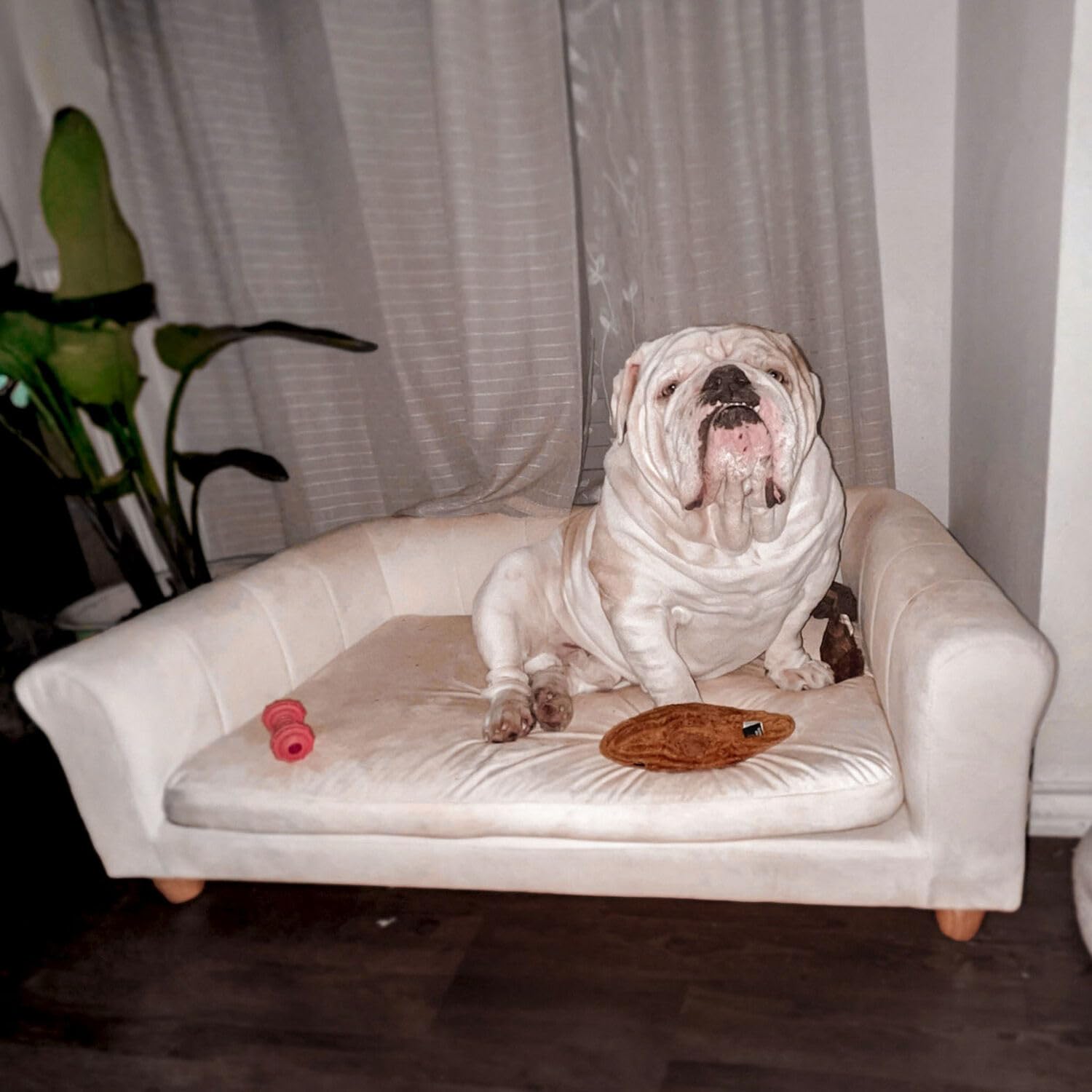 Critter Sitters 42-Inch Elegant Cream Faux-Velvet Rectangular Dog Sofa Bed - Durable Elevated Pet Couch for Medium & Large Dogs - Comfortable Modern Stylish Dog Furniture for Living Room, Bedroom & Pet-Friendly Spaces