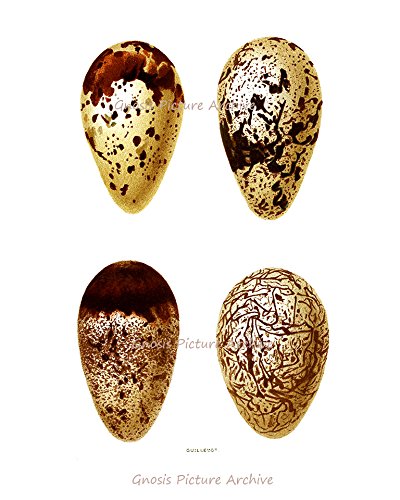 Easter Decorations - Set of 6 Bird Eggs Wall Art Prints, Unframed Home Decor for Easter, Spring & Nursery Room - Perfect for Living Room, Bedroom, Kitchen & Holiday Party Decorations
