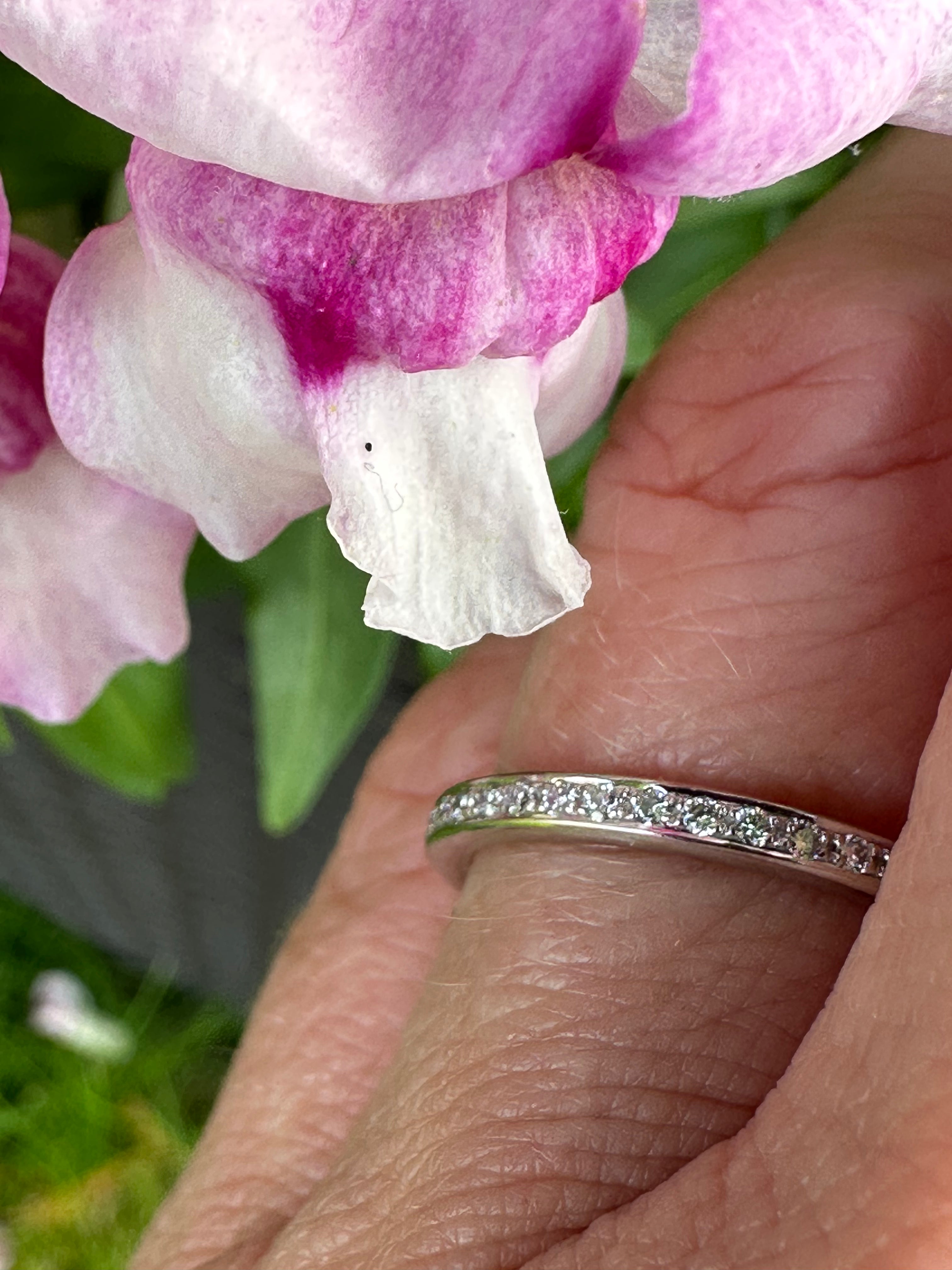 18ct White Gold TWVS 0.30ct Diamond Grain Set Full Eternity Ring - Perfect for Weddings, Anniversaries & Special Occasions