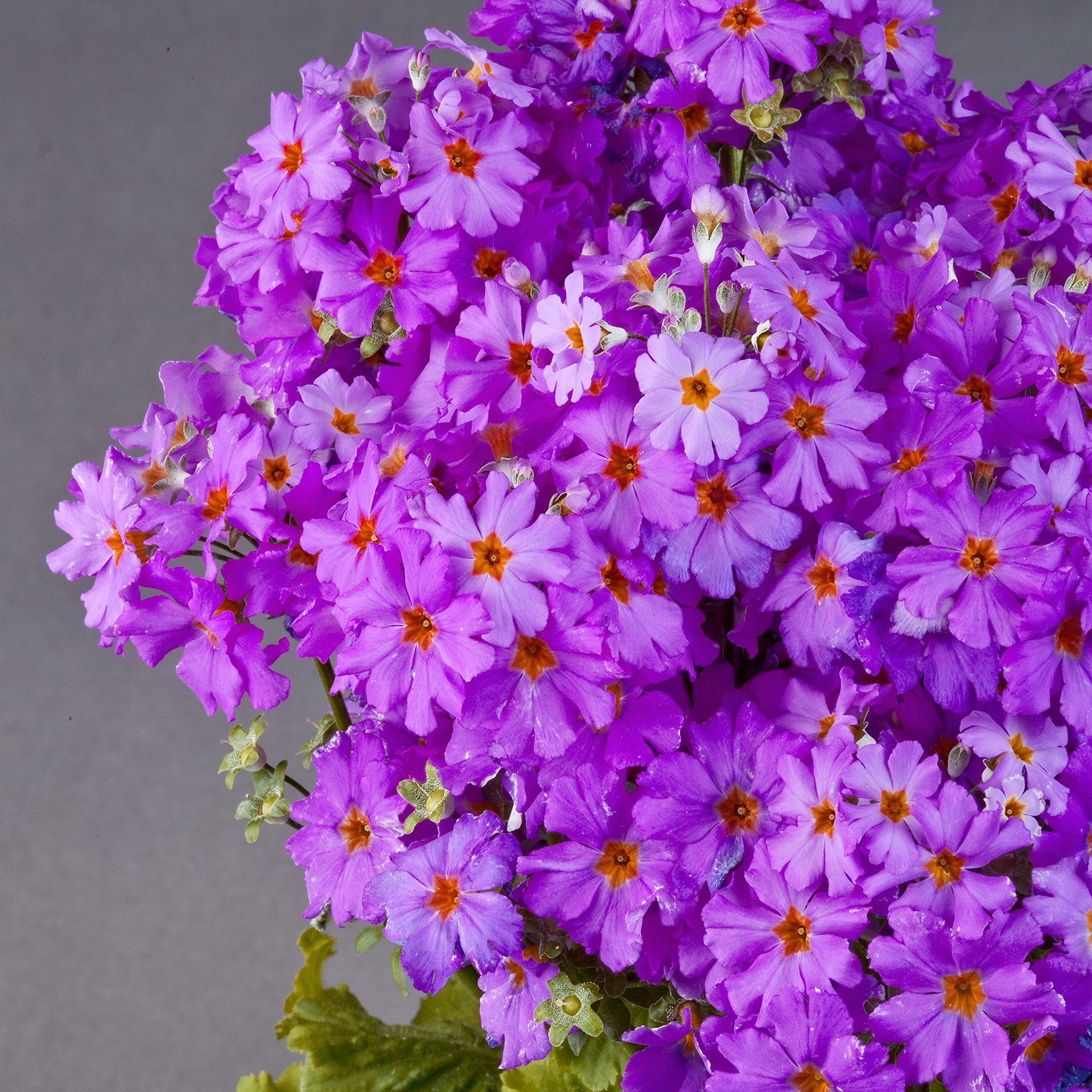 Outsidepride Lavender Fairy Primrose Seeds - 1000 Pcs Perennial Flower Seeds for Planting | Hardy, Easy to Grow & Low Maintenance | Vibrant Soft Blooms for Containers, Garden Borders & Erosion Control | Perfect for Cottage Gardens, Landscaping & Pollinator-Friendly Yards