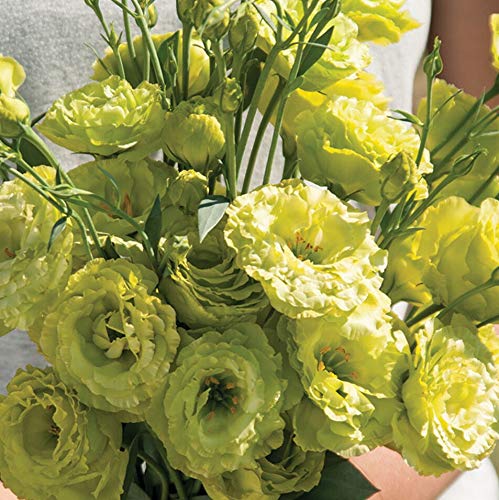 Palm Beach Medicinal Herbs - Rosanne Green Pelleted Lisianthus Seeds (Eustoma grandiflorum) - 20 Seeds Packet for Home Gardening, Floral Arrangements & Wedding Decorations