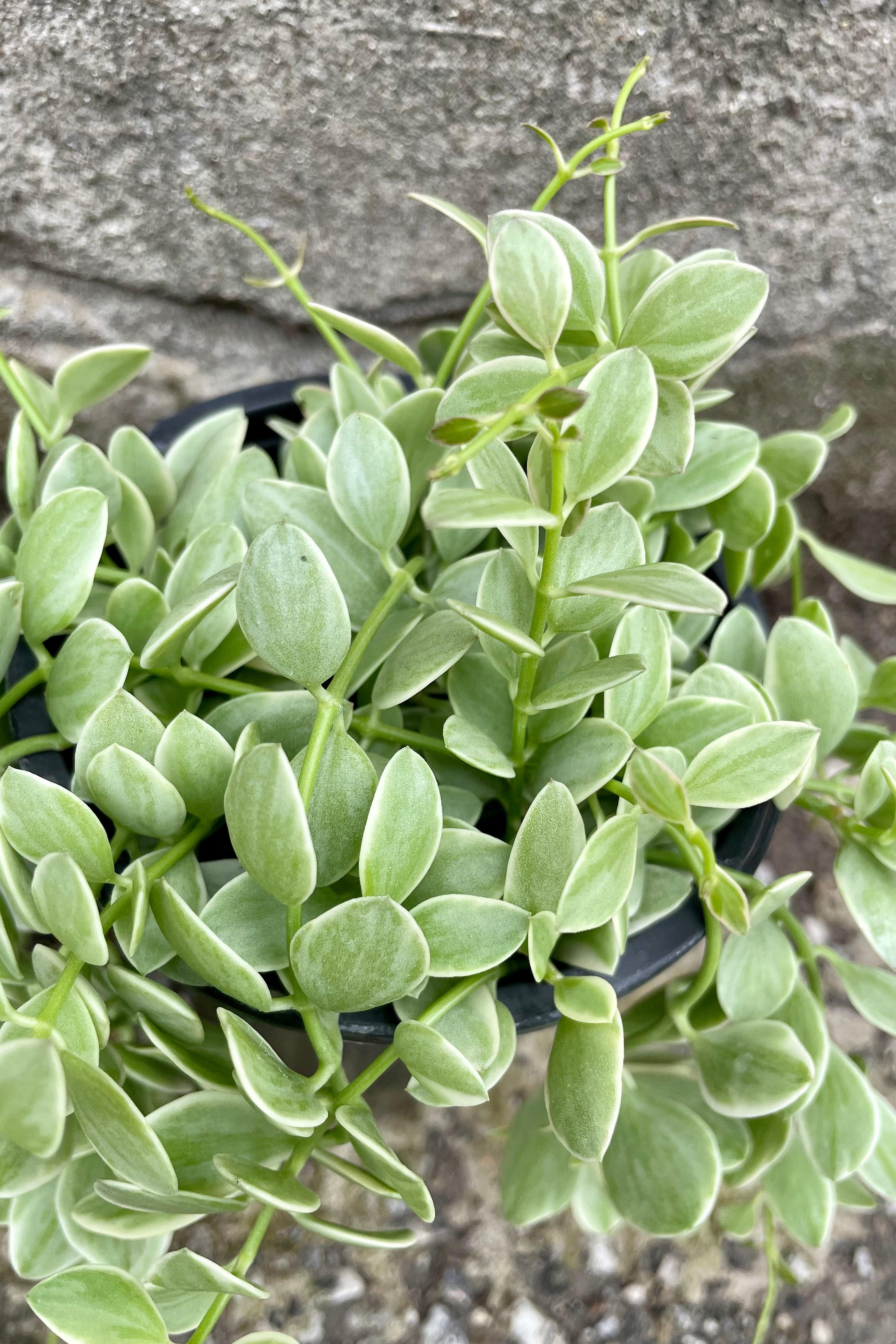 Variegated Dischidia 'Cascade' Hanging Plant - 4 Inch Pot | Unique Trailing Houseplant for Home Decor, Office & Indoor Gardens