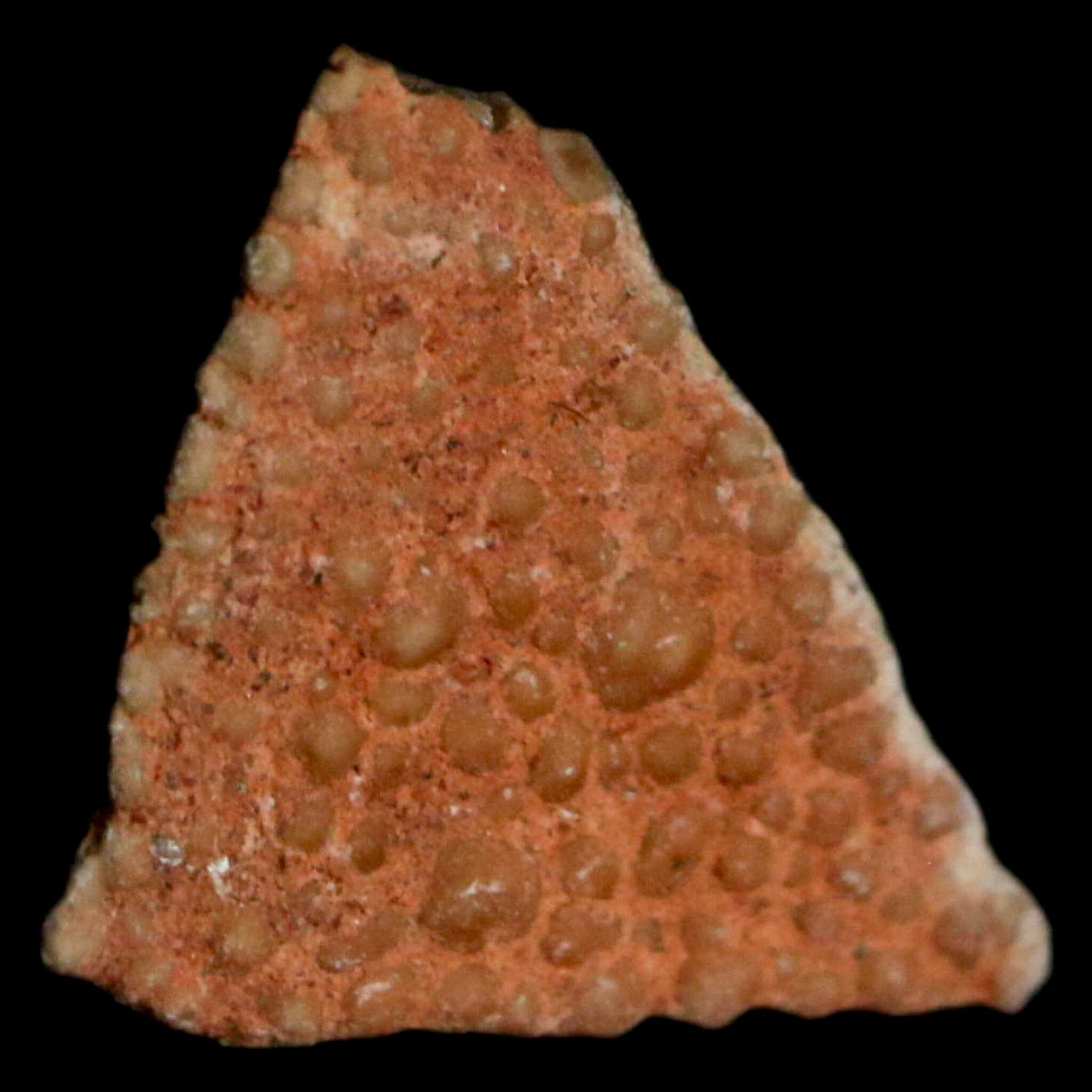 Authentic 0.4 Megaloolithus Titanosaur Dinosaur Fossil Egg Shell from Bouches-du-Rhône, France - Rare Collector's Specimen for Paleontology Display & Educational Use