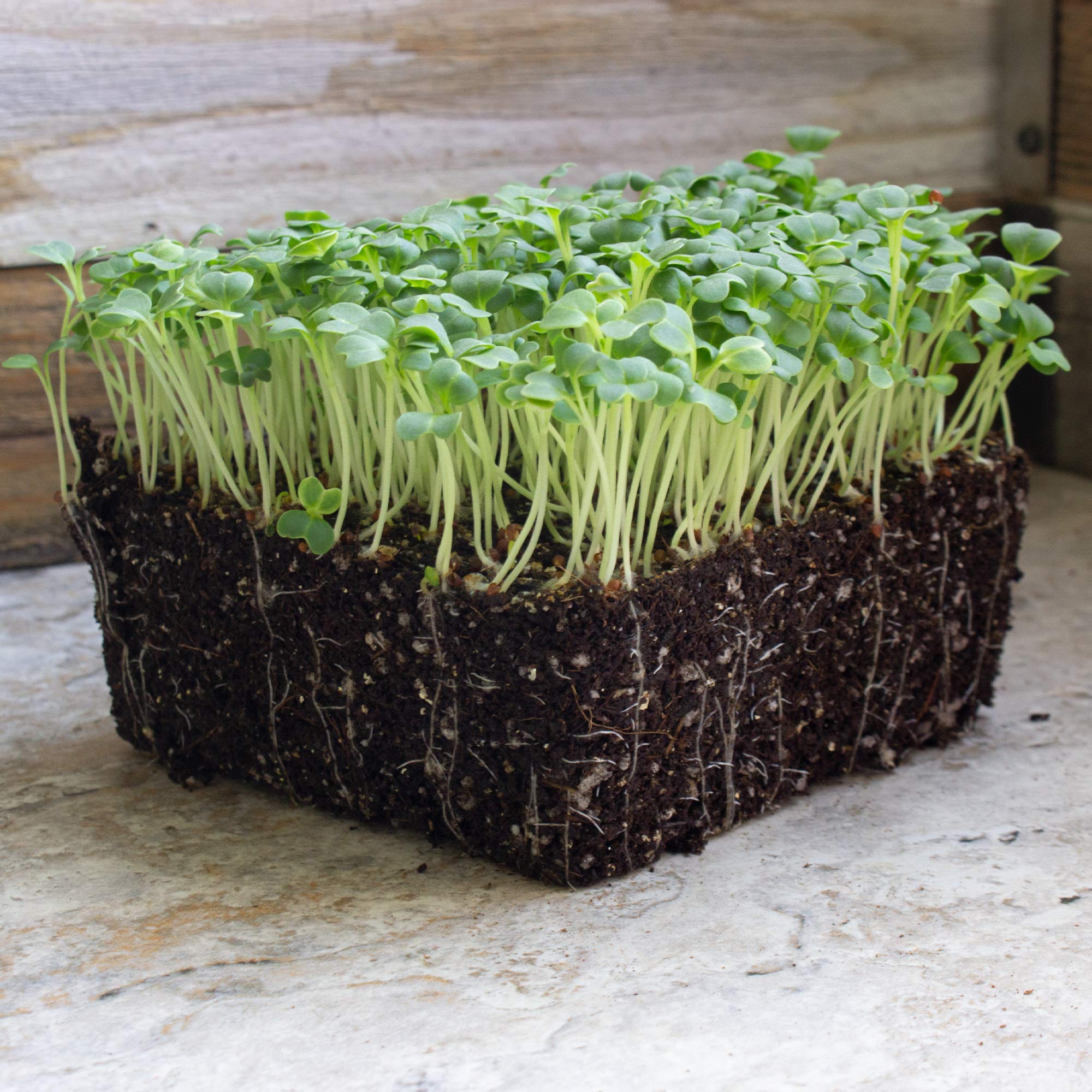 Organic Mibuna Mustard Seeds - 5 Lb Bulk ~680,000 Seeds | Non-GMO Japanese Herb & Vegetable Garden Seeds | Perfect for Microgreens, Salads & Asian Cuisine